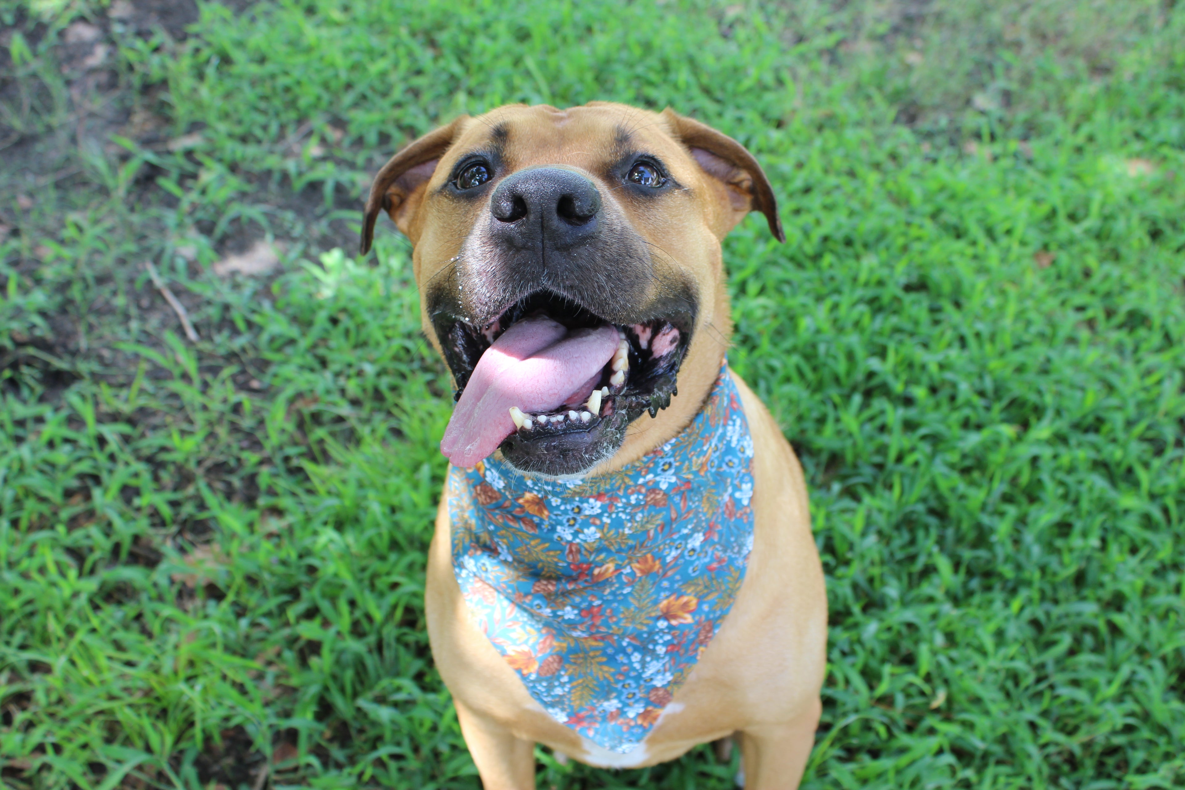 Autumn Delight – Fall Tie-On Dog Bandana