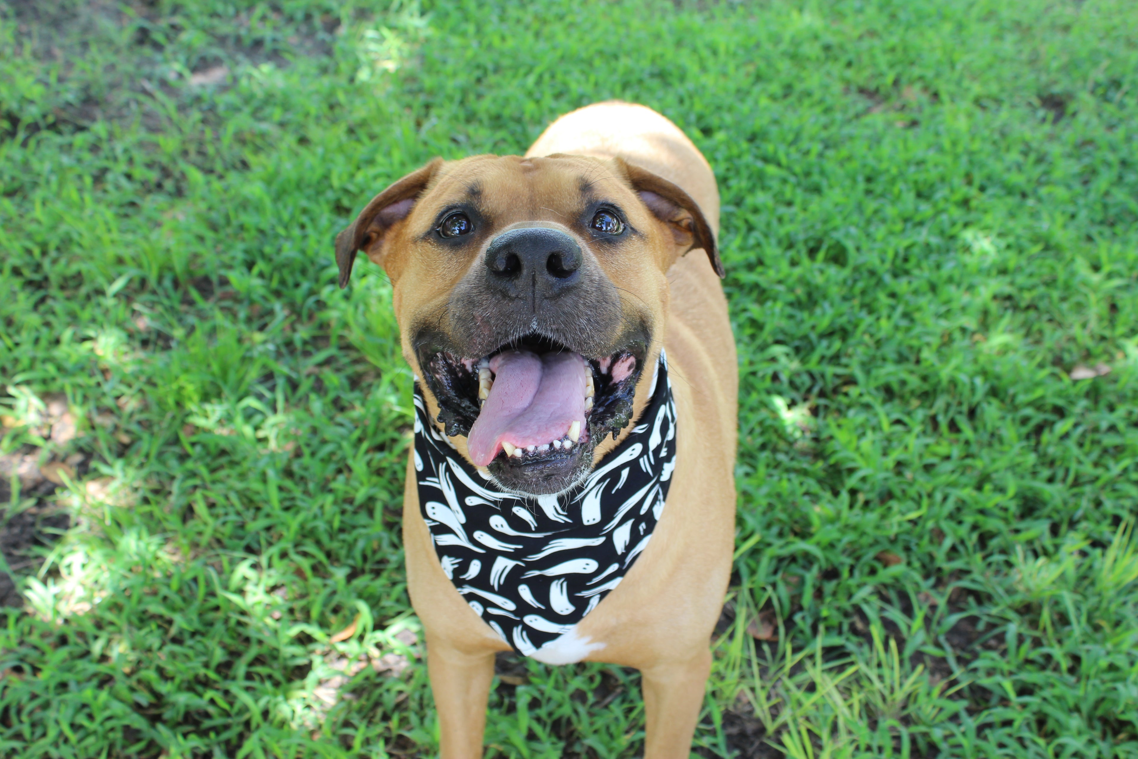 Boo – Fall Tie-On Dog Bandana