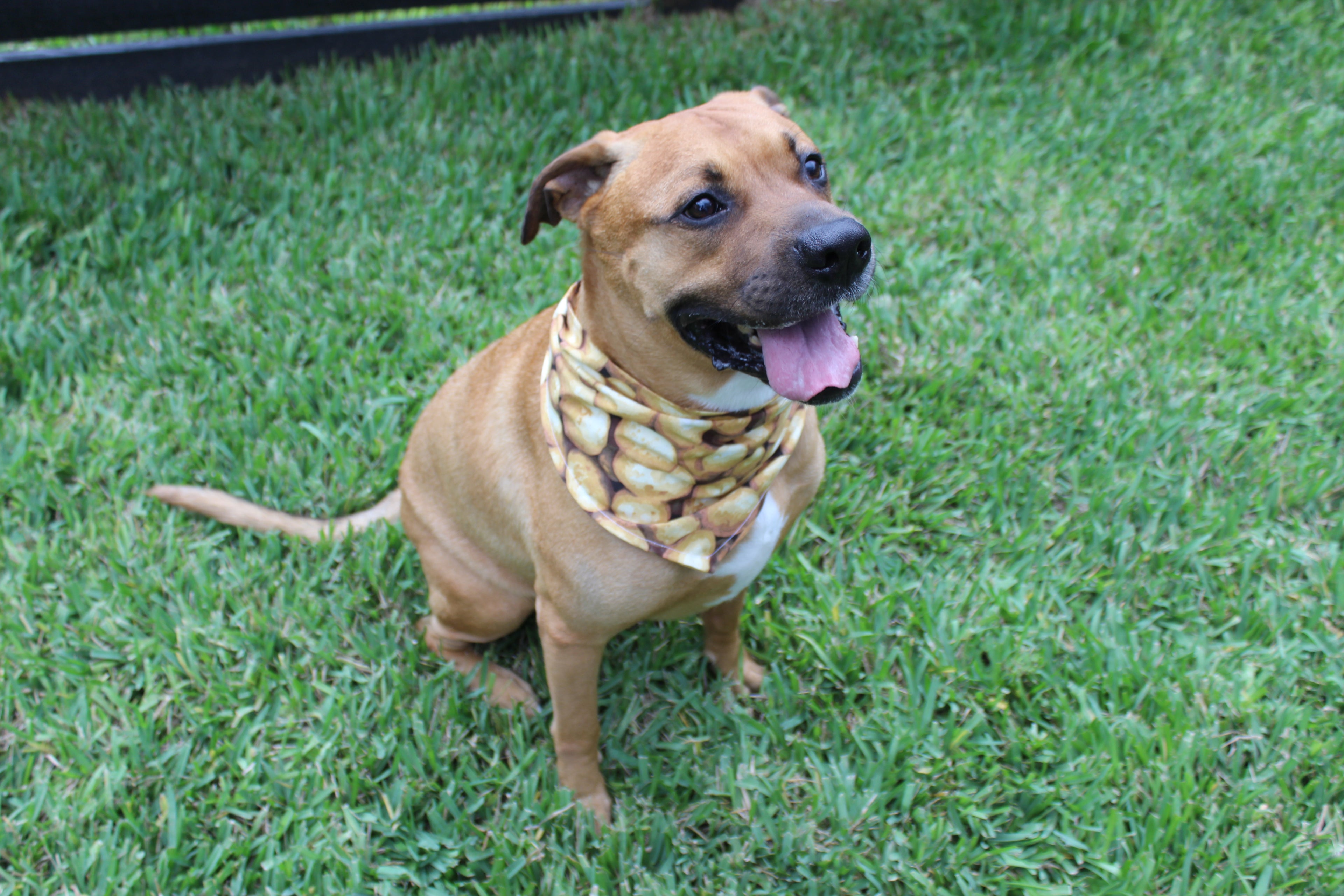 Couch Potato – Tie-On Dog Bandana