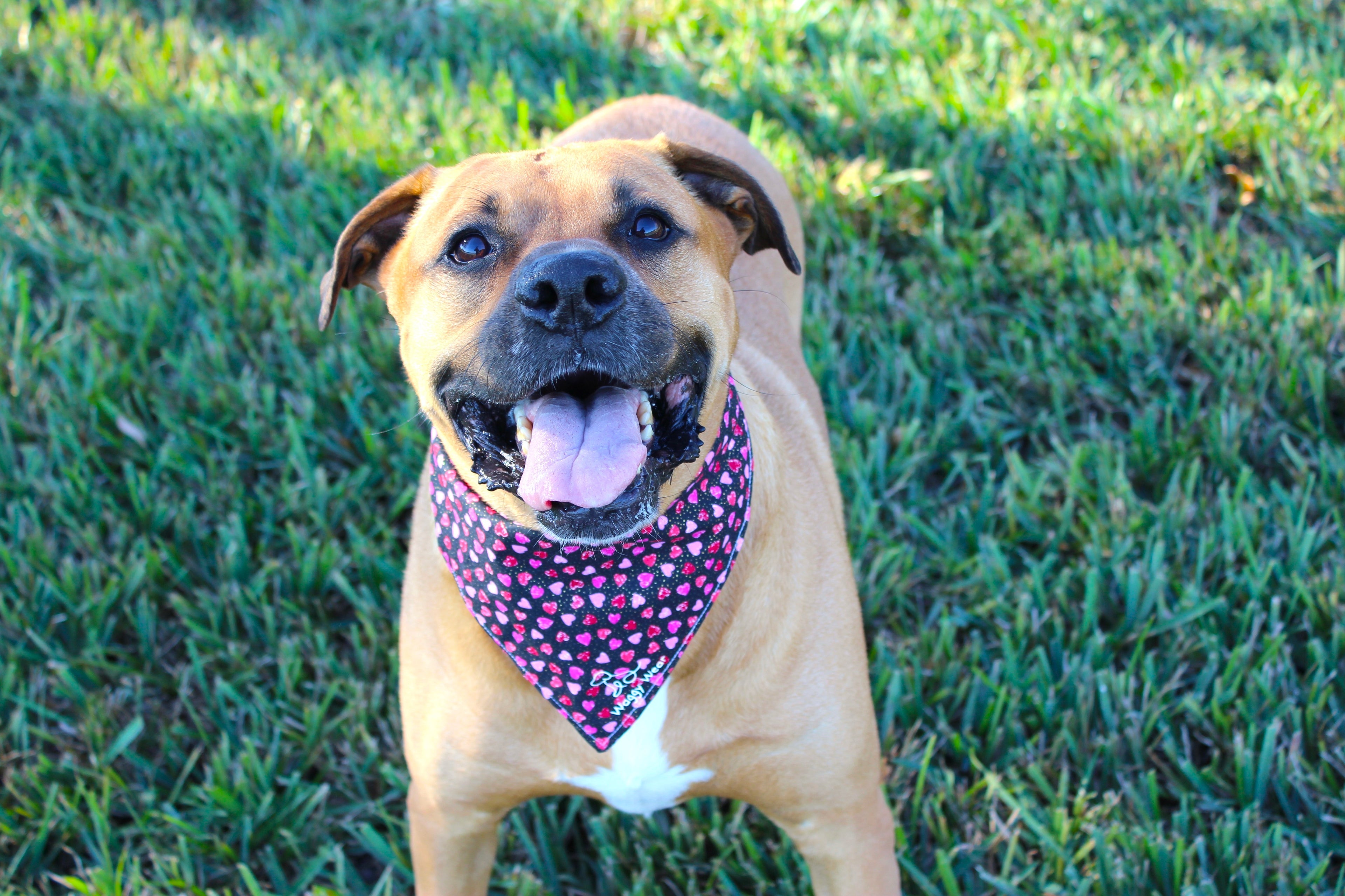 Be Mine – Tie-On Dog Bandana