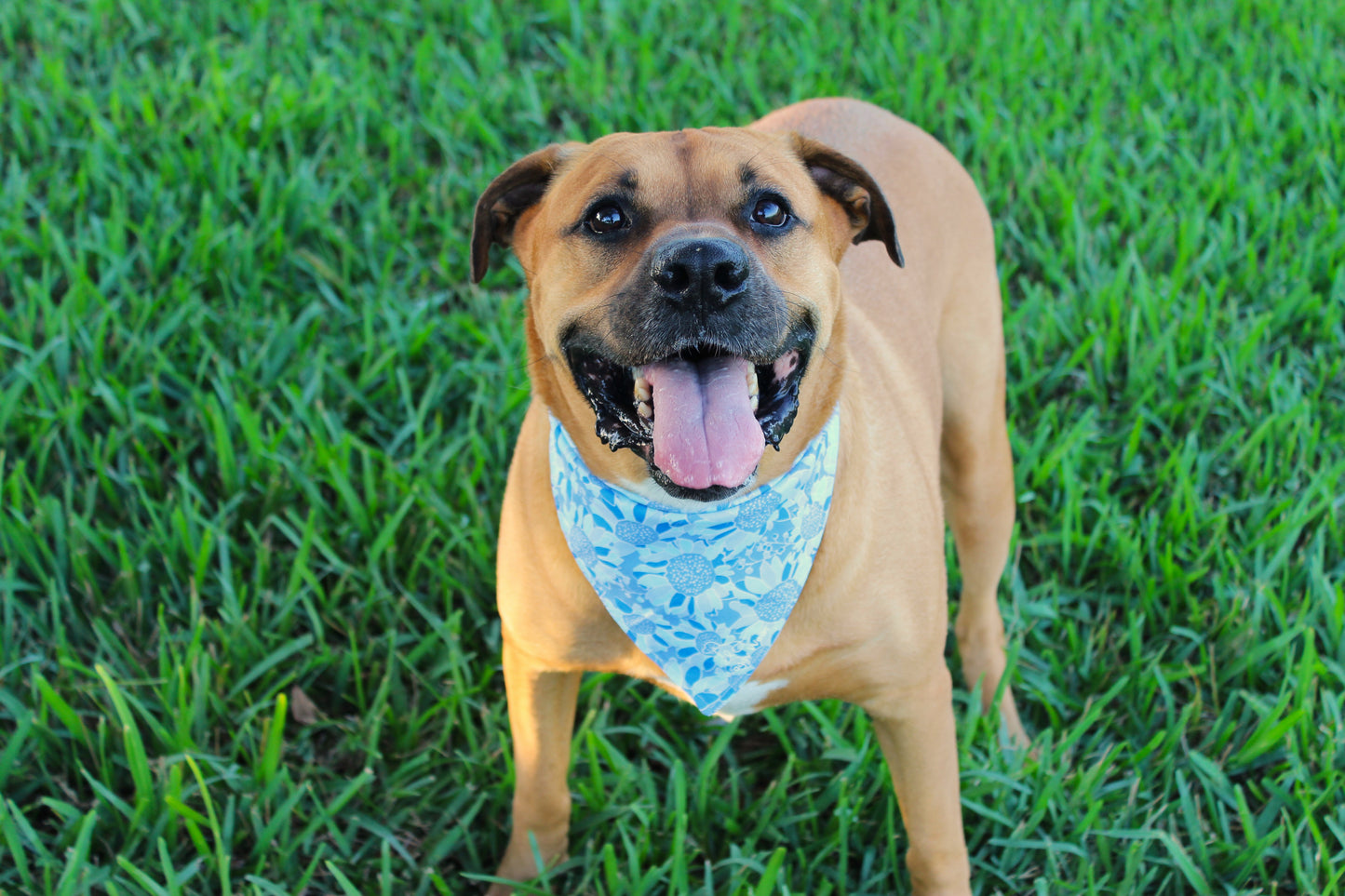 Summer Blues Bandana