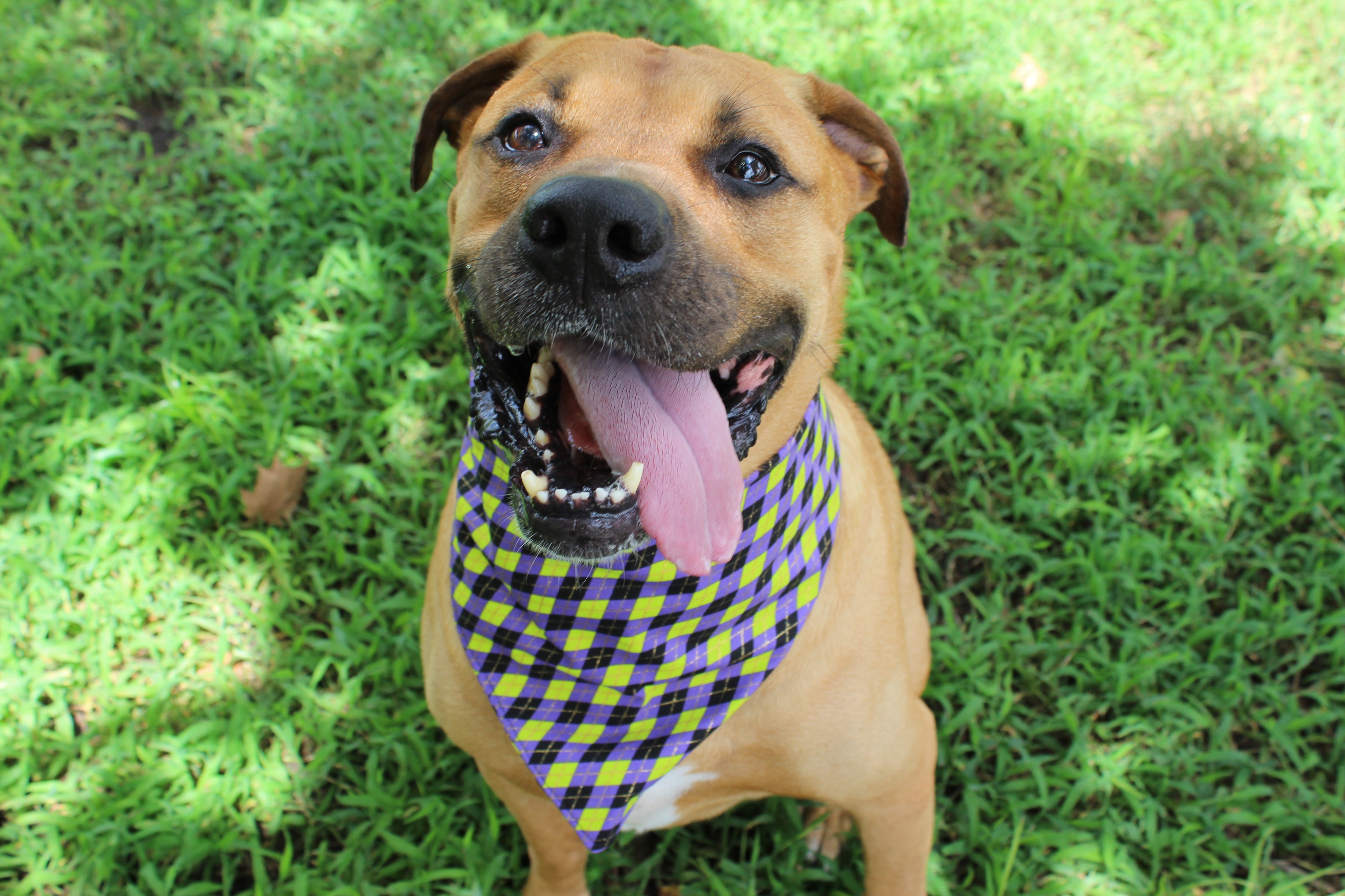 It’s Showtime – Fall Tie-On Dog Bandana