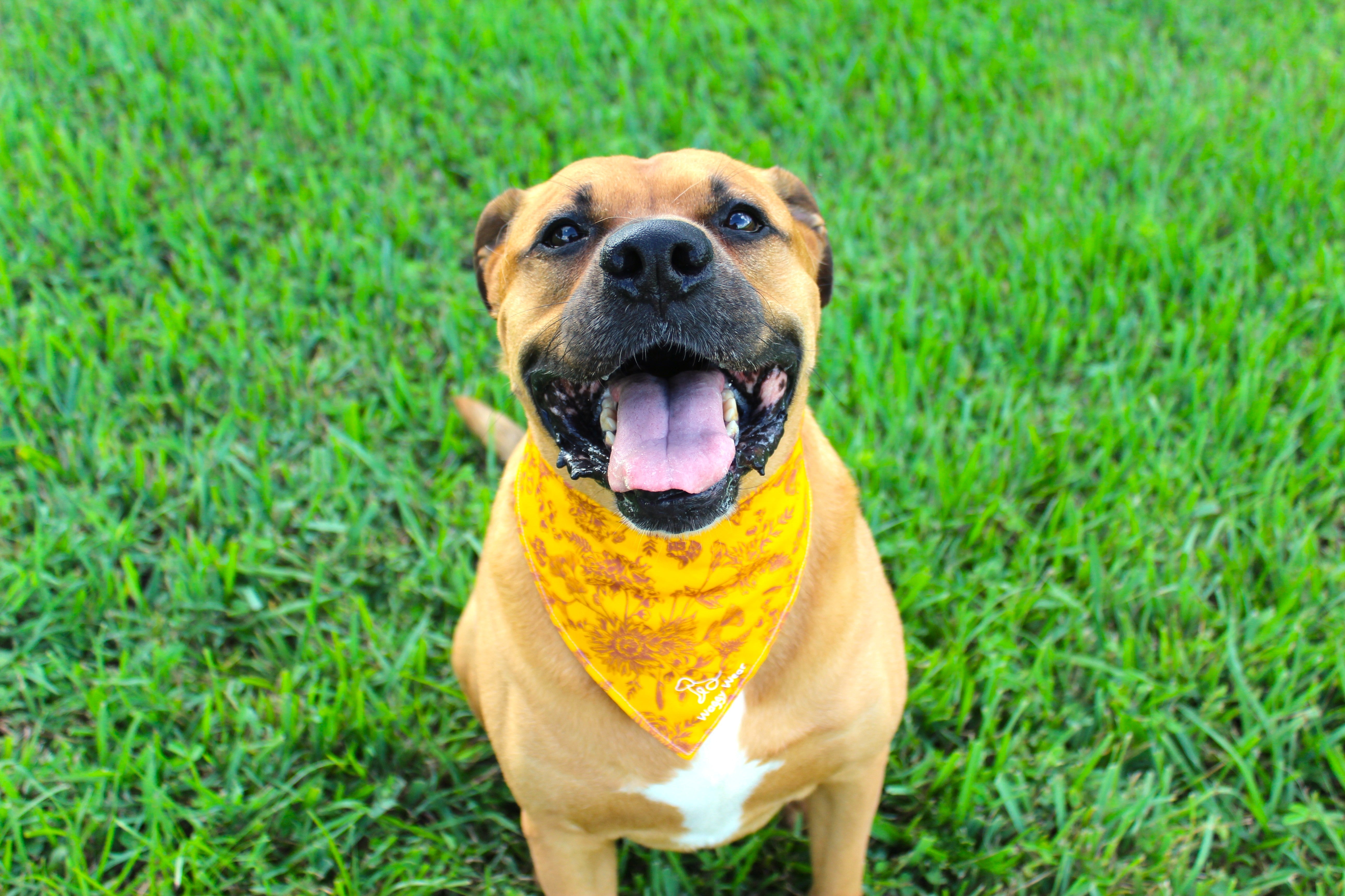 Community dog photo