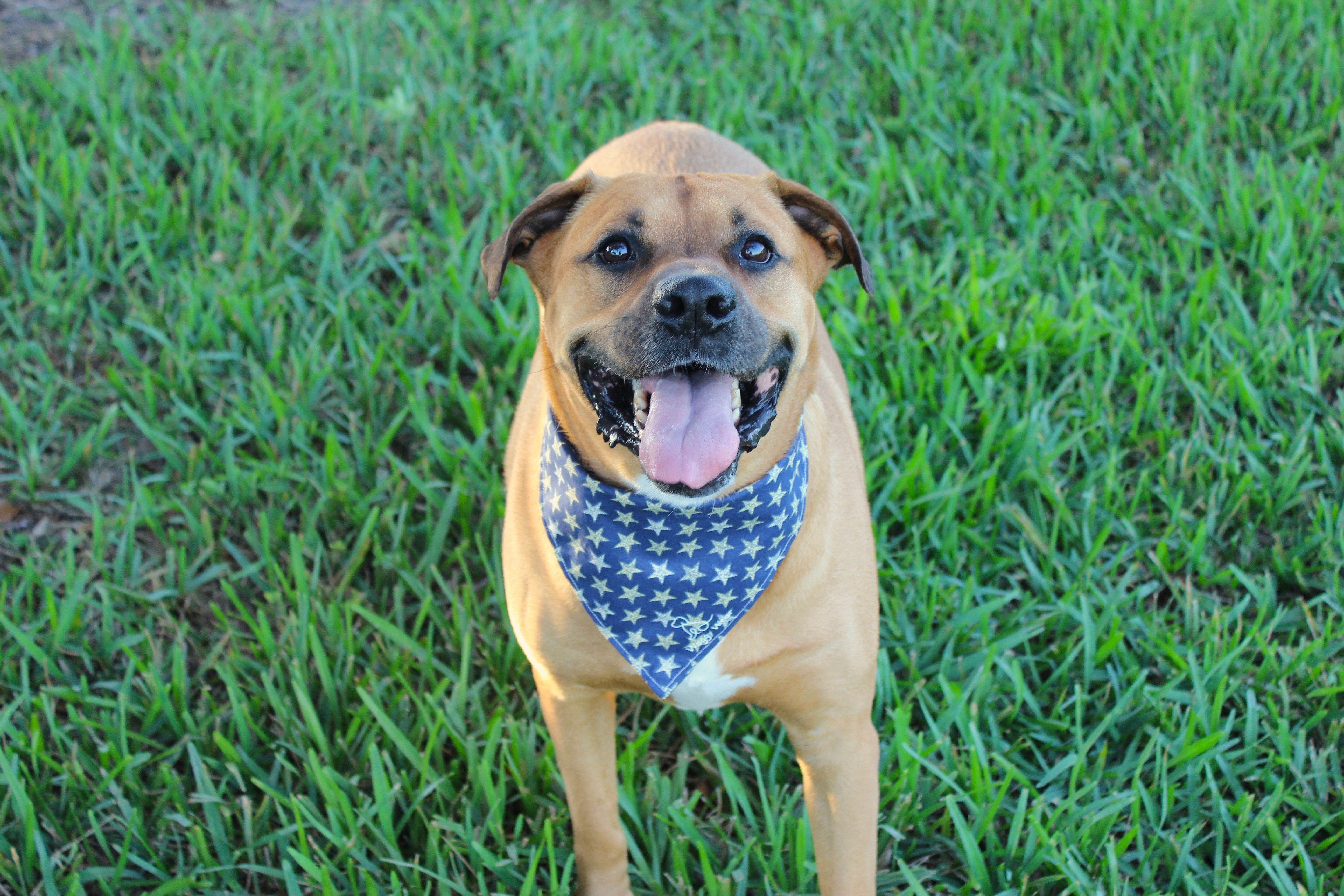 Community dog photo