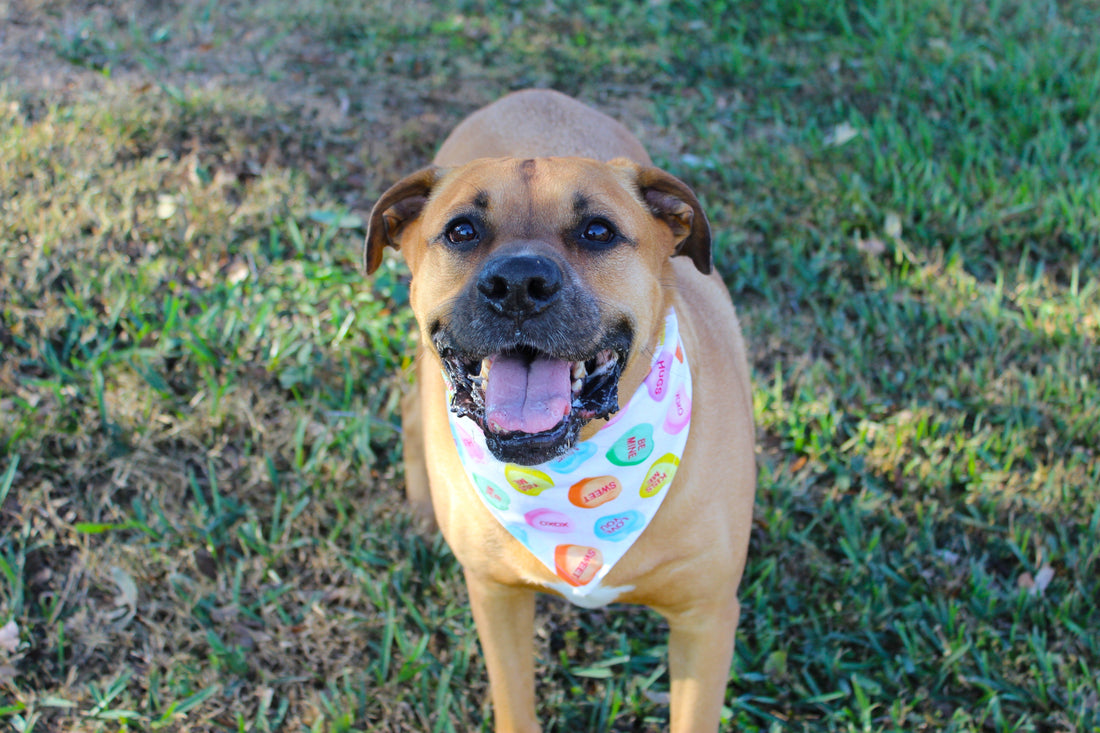 Candy Crush – Tie-On Dog Bandana