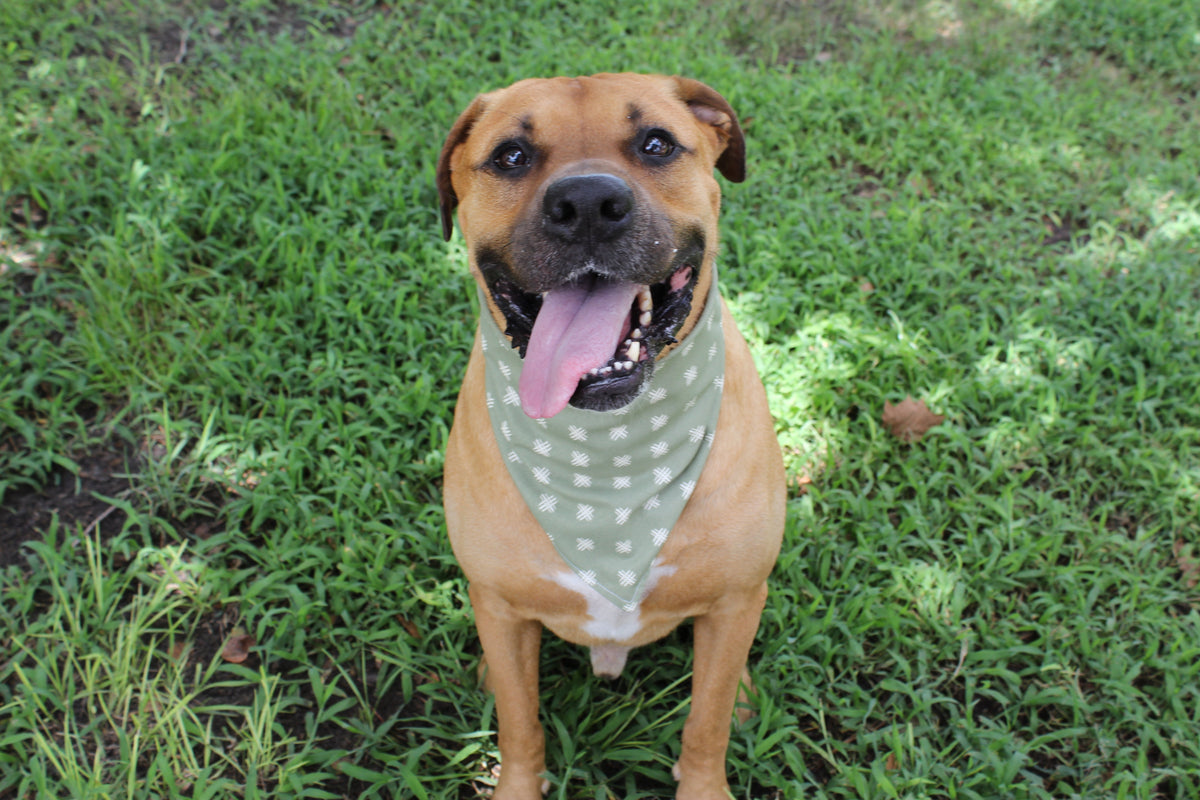Fall Farmer – Fall Tie-On Dog Bandana - Dreamy Tea
