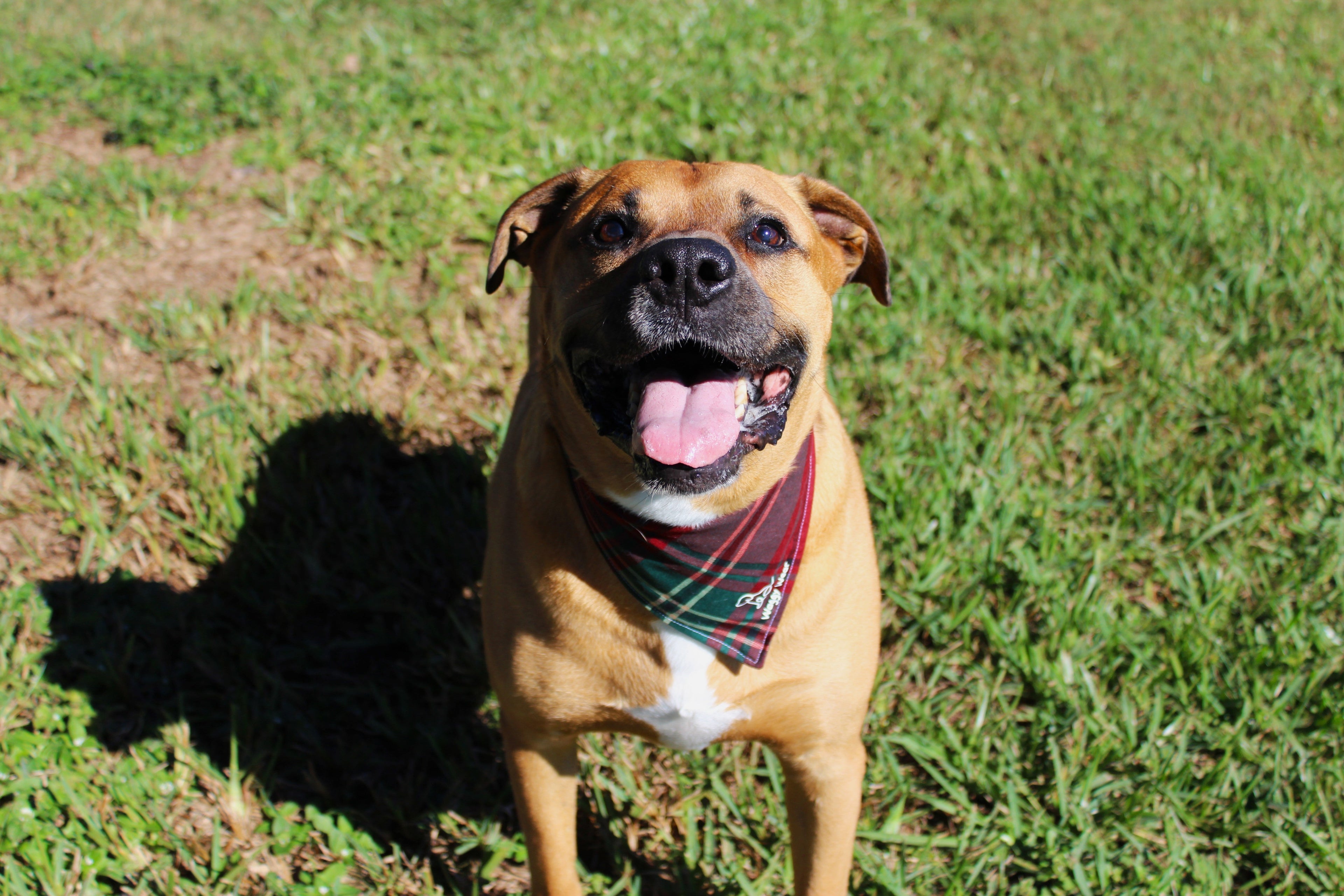 Dog in Waggy Wear Bandana