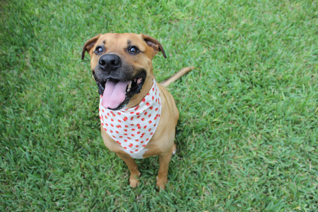 Strawberry Delight – Tie-On Dog Bandana - Dreamy Tea