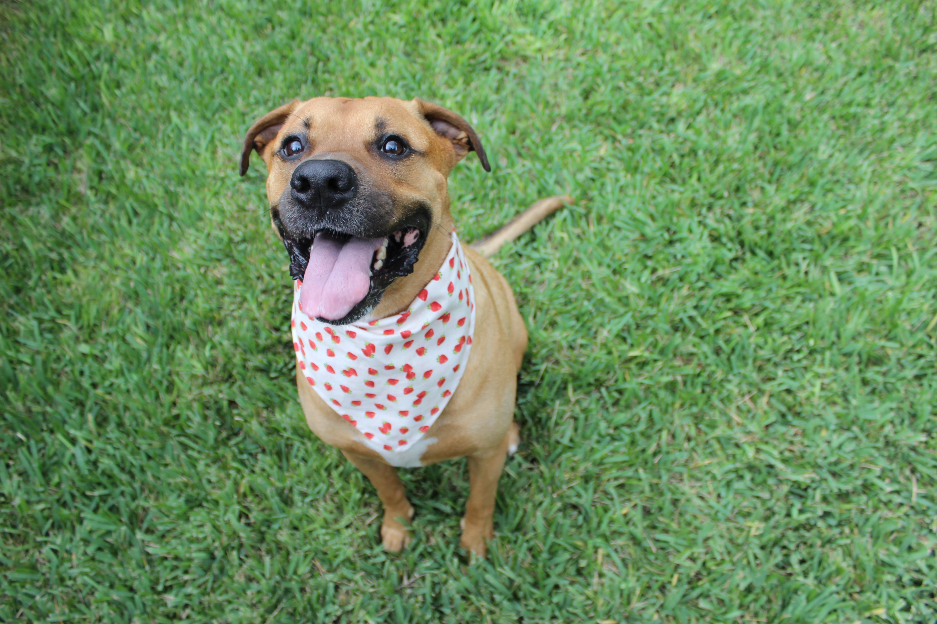 Strawberry Delight – Tie-On Dog Bandana - Dreamy Tea