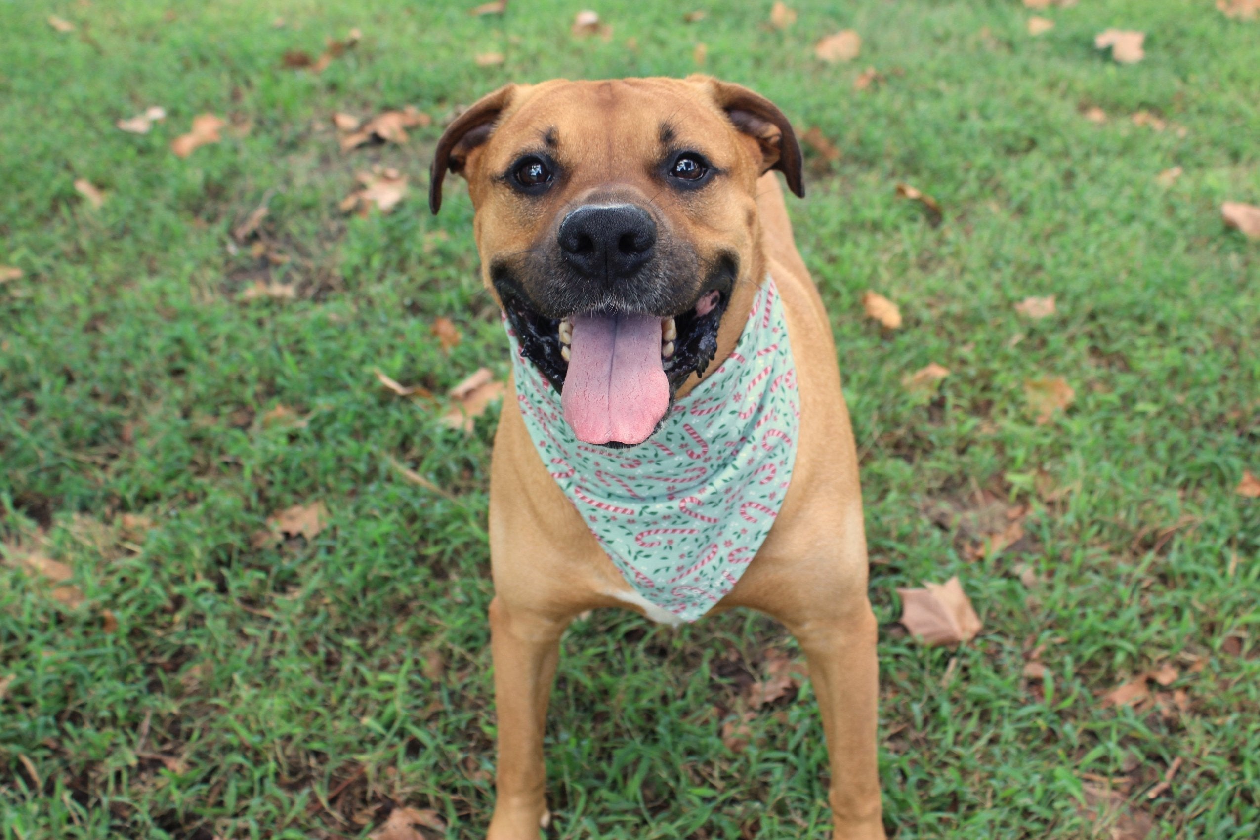 Candy Cane Lane – Christmas Tie-On Dog Bandana - Dreamy Tea