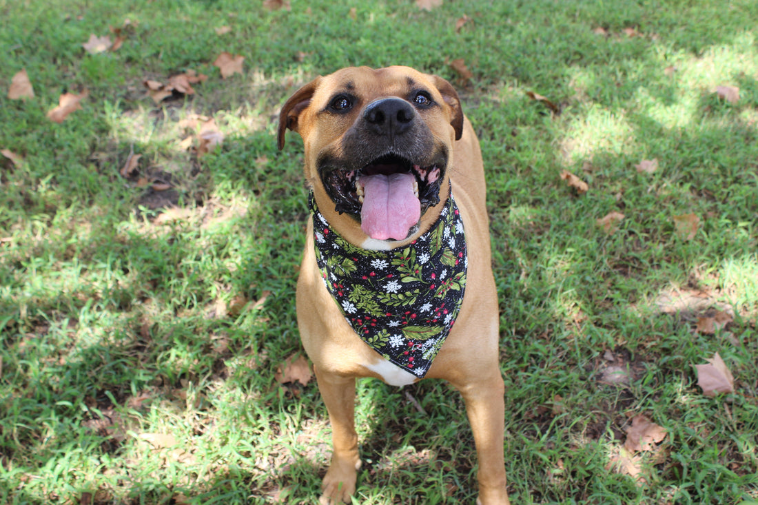 Mistletoe Mania – Christmas Tie-On Dog Bandana