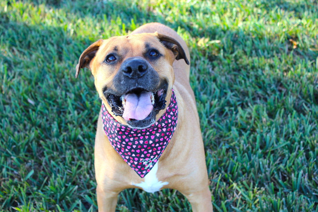 Be Mine – Tie-On Dog Bandana - Dreamy Tea