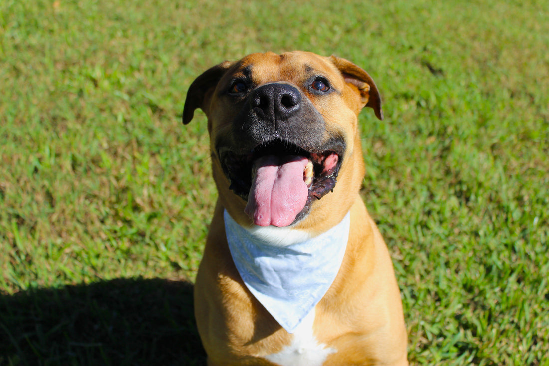 Tan dog sitting on grass wearing a light blue bandana from the Let It Snow Bundle.