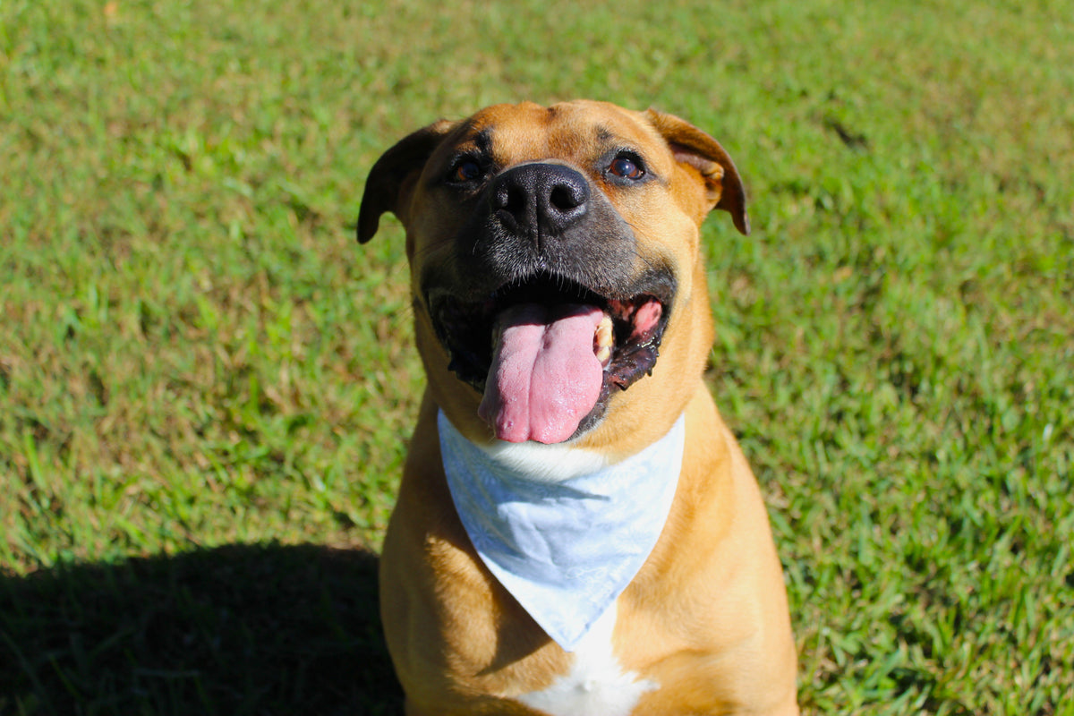 Tan dog sitting on grass wearing a light blue bandana from the Let It Snow Bundle.