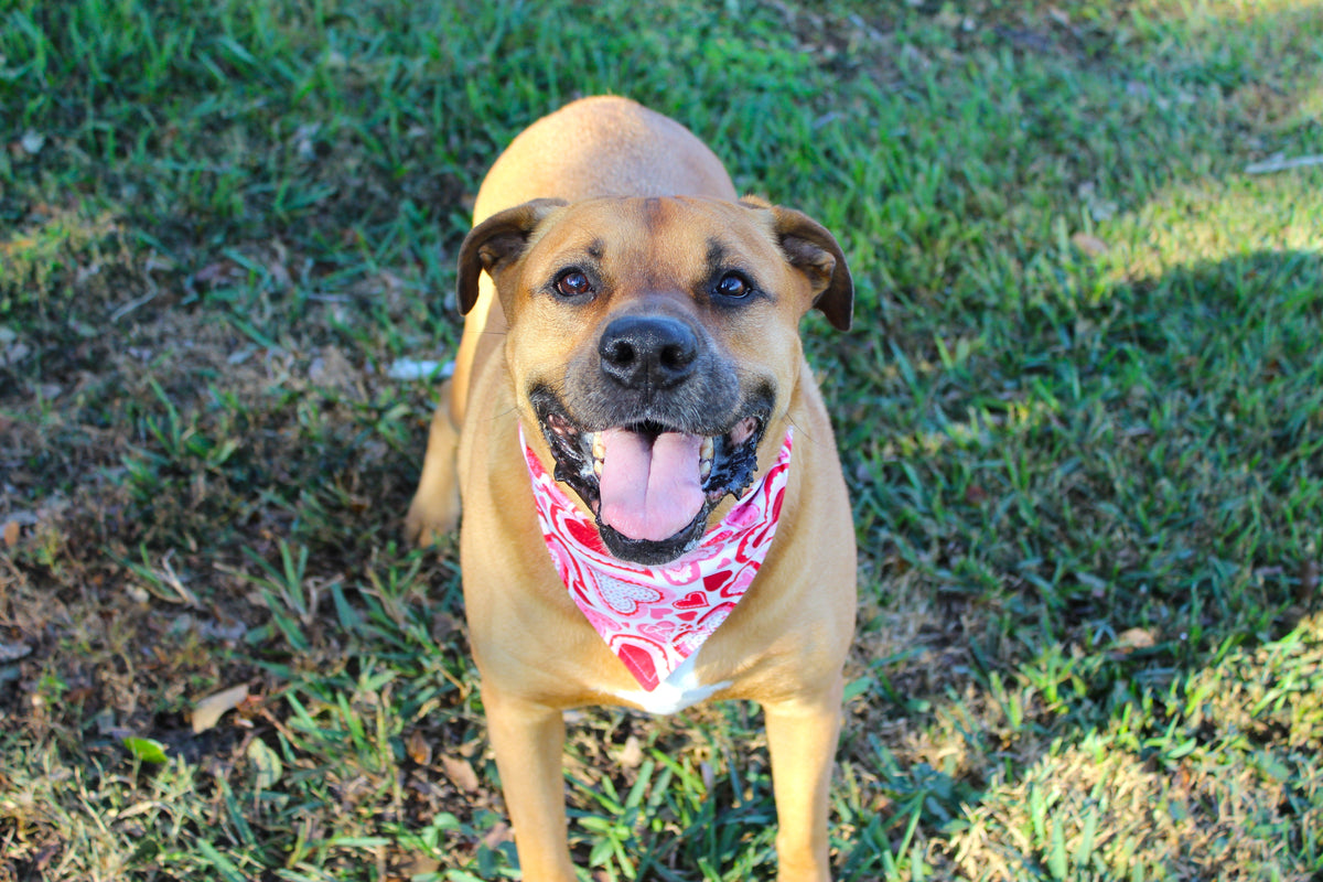 Tan dog wearing a red and white patterned Love Struck tie-on dog bandana, standing on green grass.