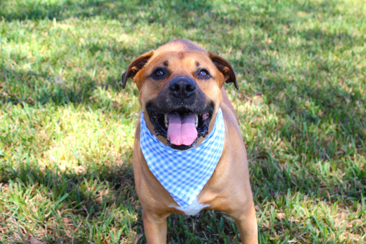 Brown dog wearing a blue and white checkered Mayo Magic tie-on bandana in a grassy field.