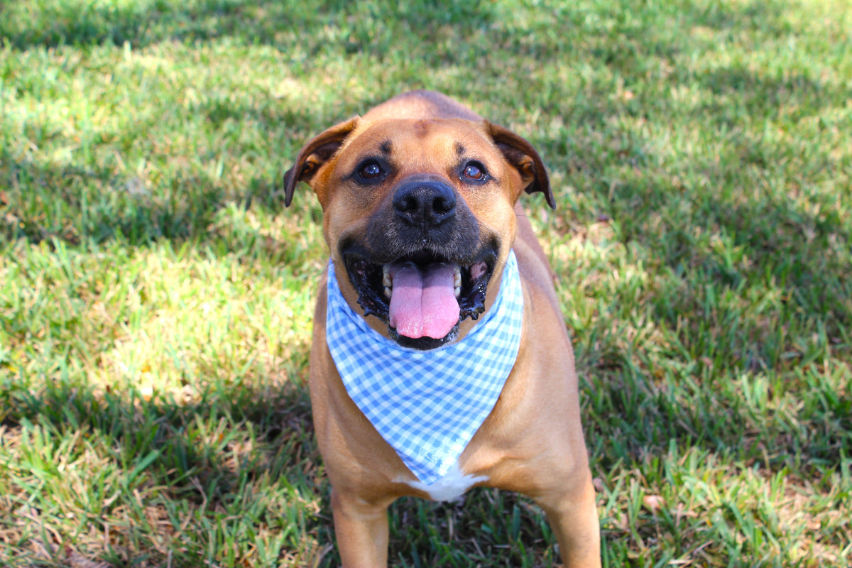 Brown dog wearing a blue and white checkered Mayo Magic tie-on bandana in a grassy field.