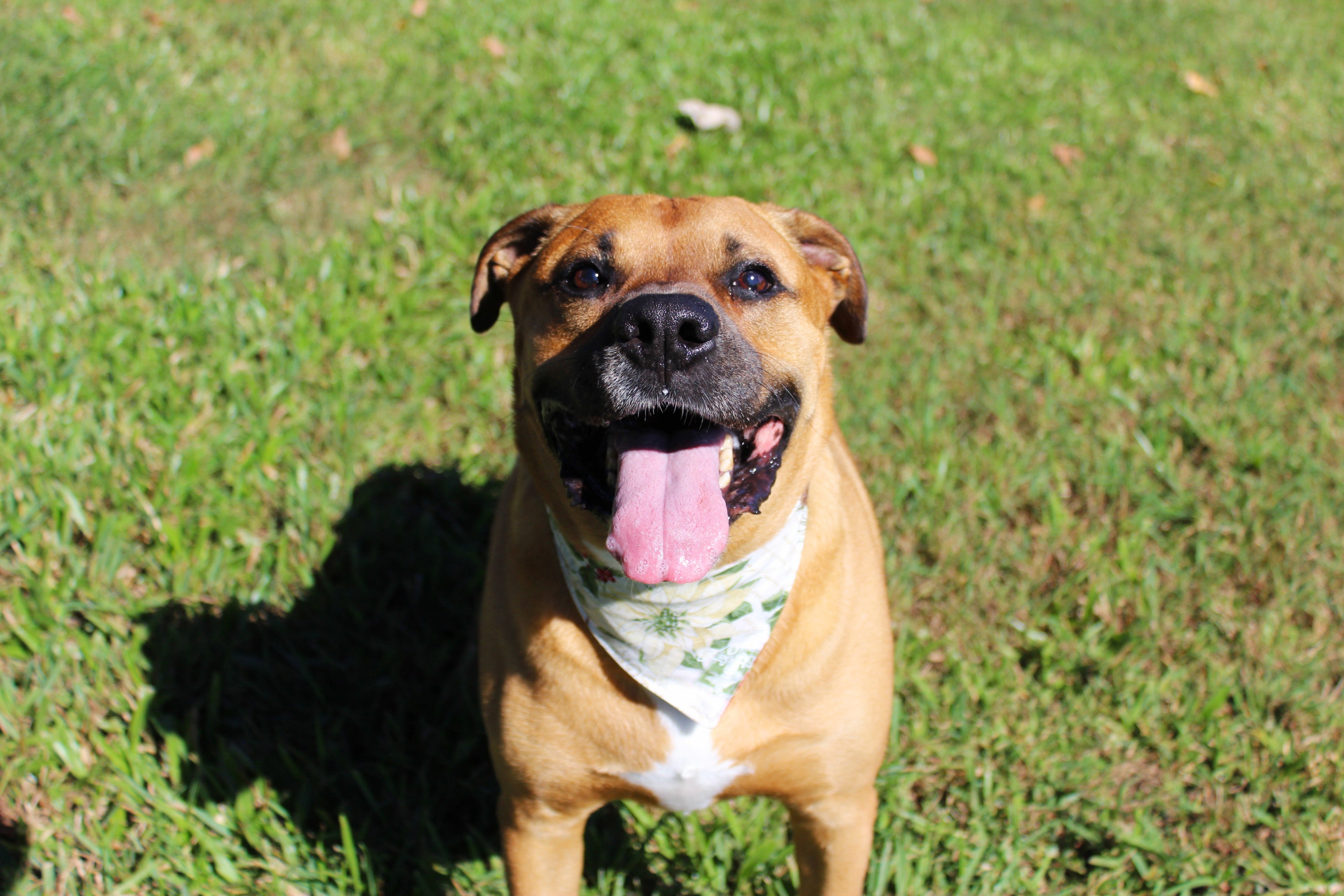 How to Pick the Perfect Bandana Pattern for Your Dog’s Personality