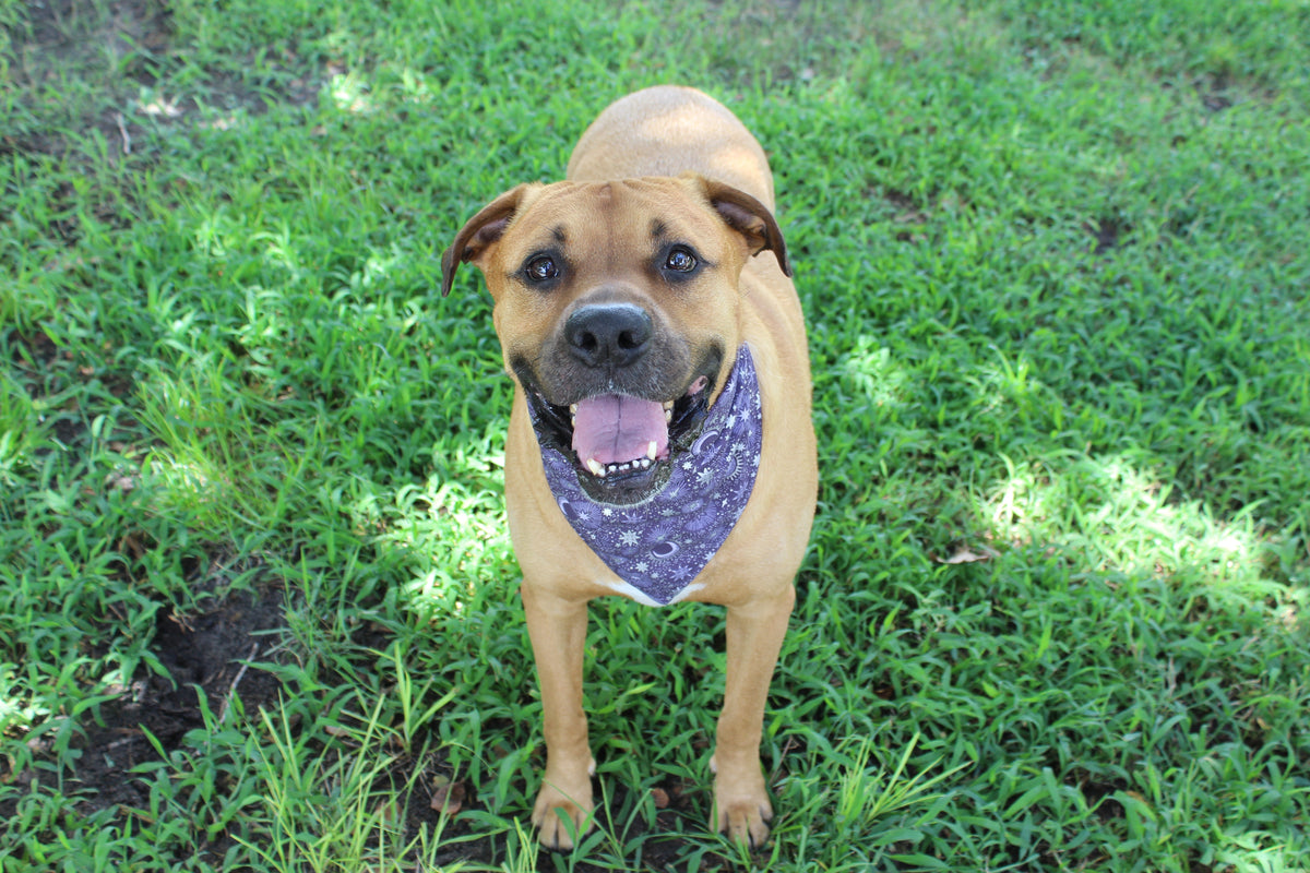 Tan dog standing in grass wearing a purple patterned Moonlit Paws Fall Tie-On Dog Bandana in Dreamy Tea color.