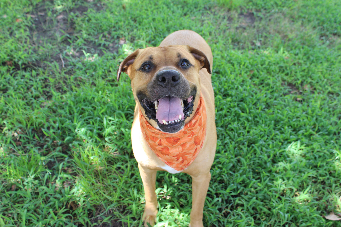 Rustling Leaves – Fall Tie-On Dog Bandana - Dreamy Tea