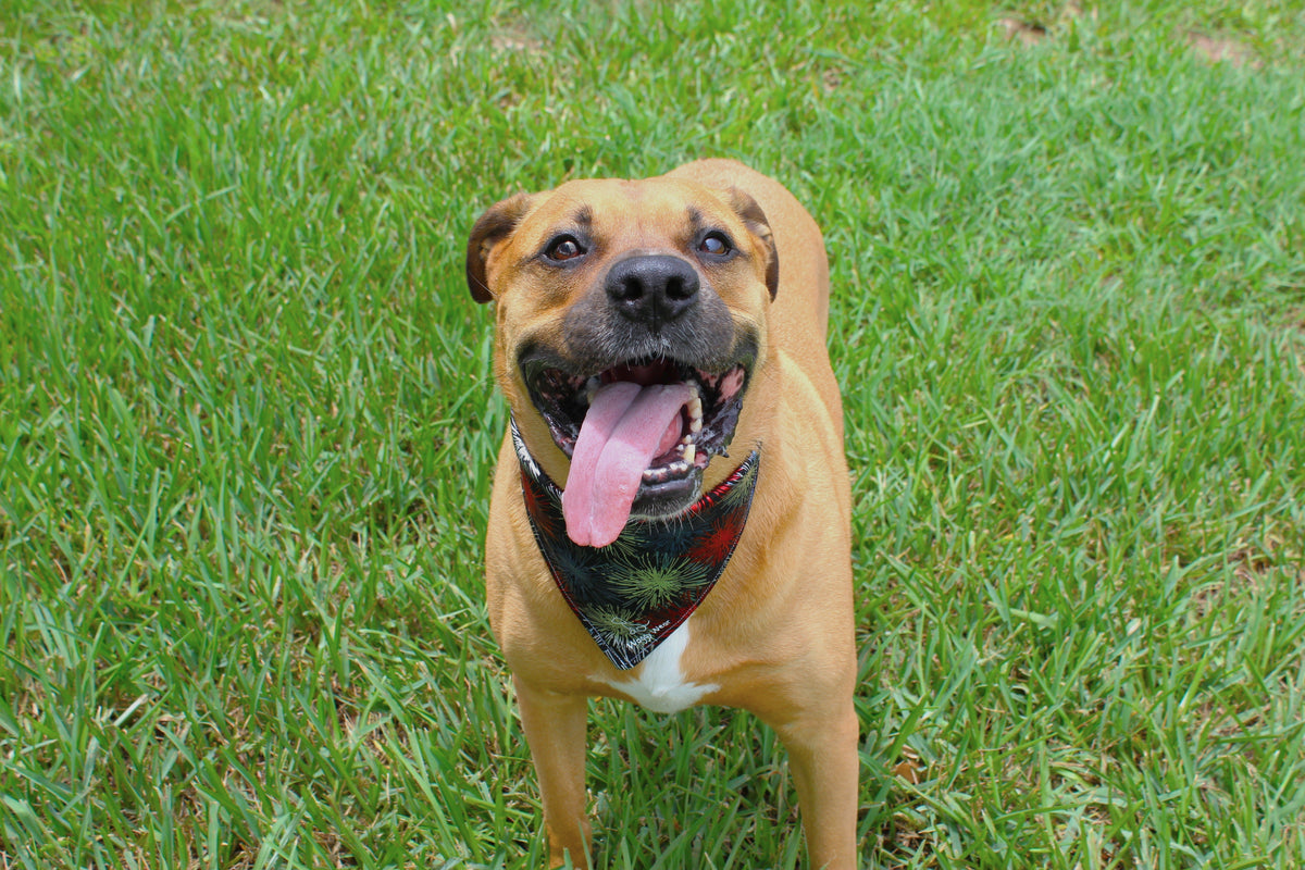 Tan dog wearing a dark patterned bandana from the Silent Fireworks Bundle, standing on green grass with tongue out.