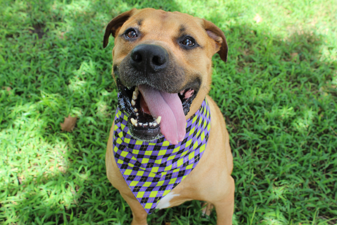 It’s Showtime – Fall Tie-On Dog Bandana - Dreamy Tea