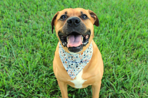 Autumn Breeze – Tie-On Dog Bandana