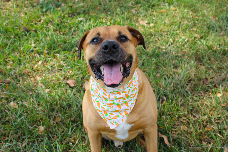 Carrot Cake – Tie-On Dog Bandana