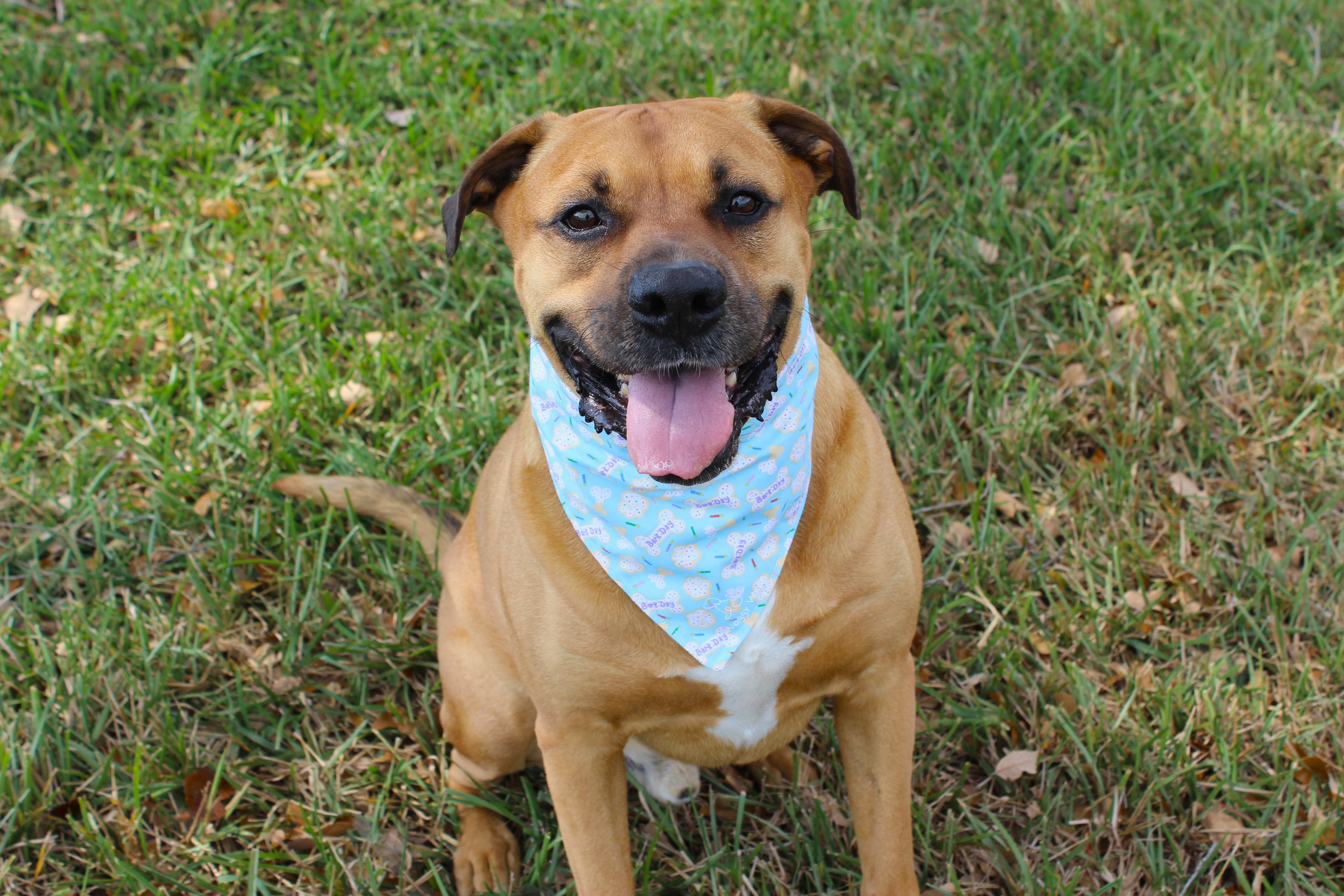 Happy Barkday Blue – Tie-On Dog Bandana