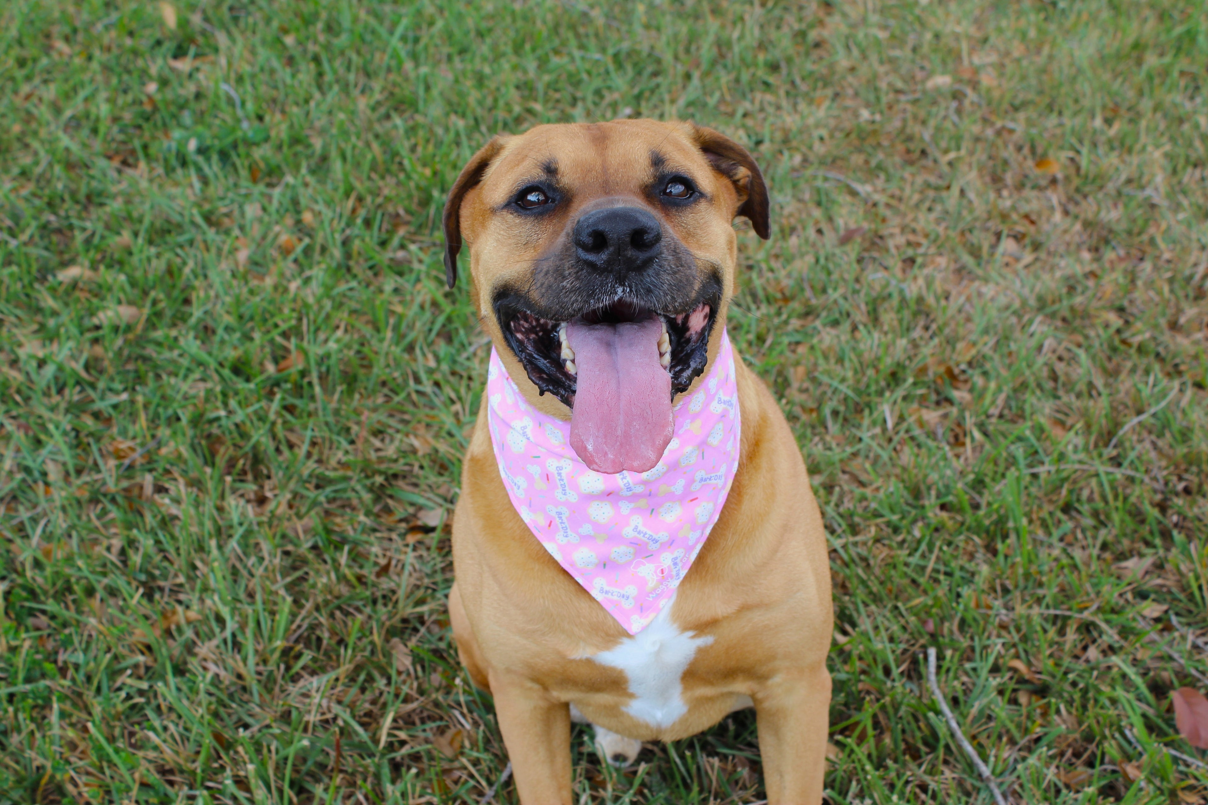 Happy Barkday Pink - Tie-On Dog Bandana