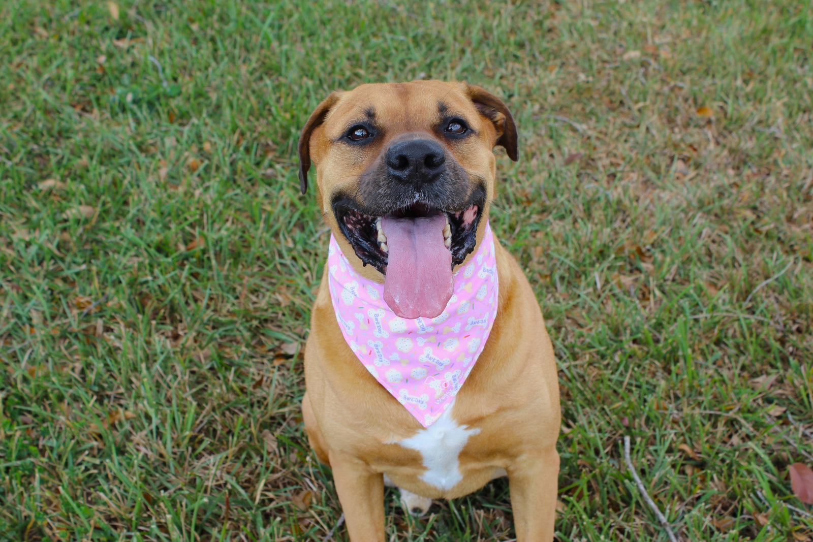 Happy dog wearing a Waggy Wear bandana