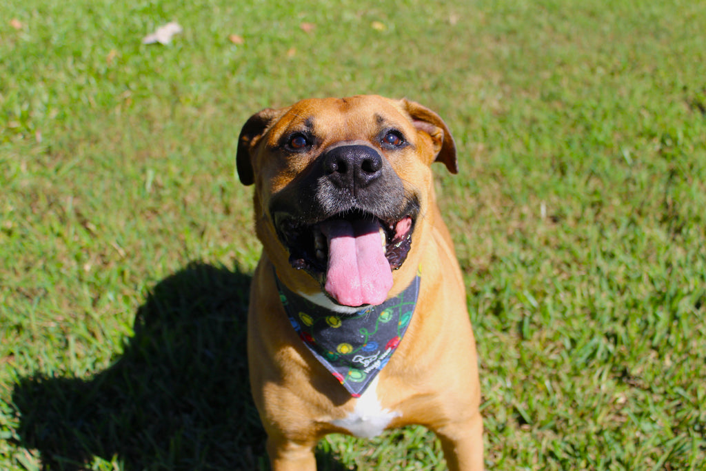 Holiday Spark – Tie-On Dog Bandana