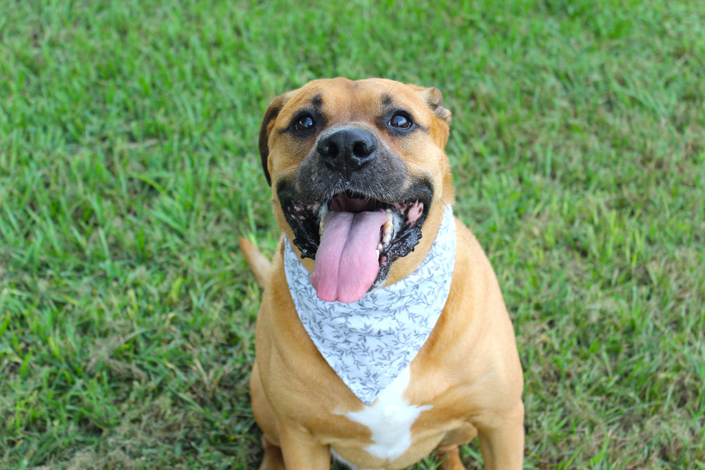 Spooky Vines – Tie-On Dog Bandana