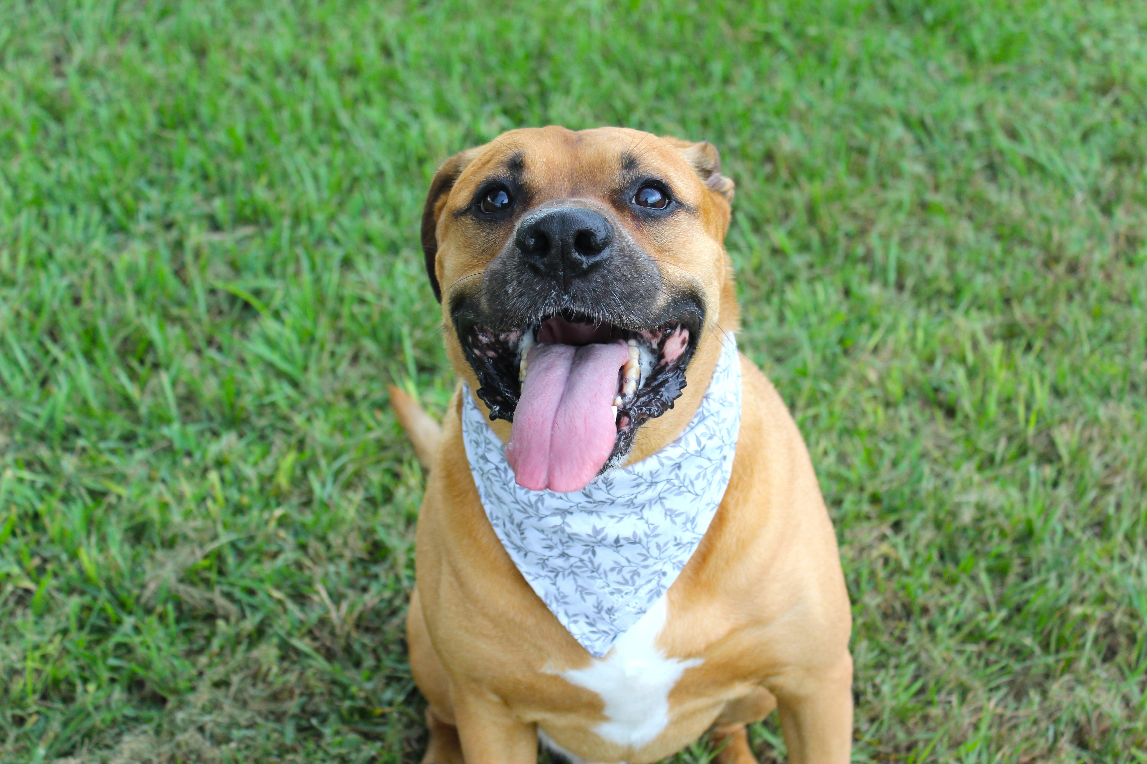 Spooky Vines – Tie-On Dog Bandana