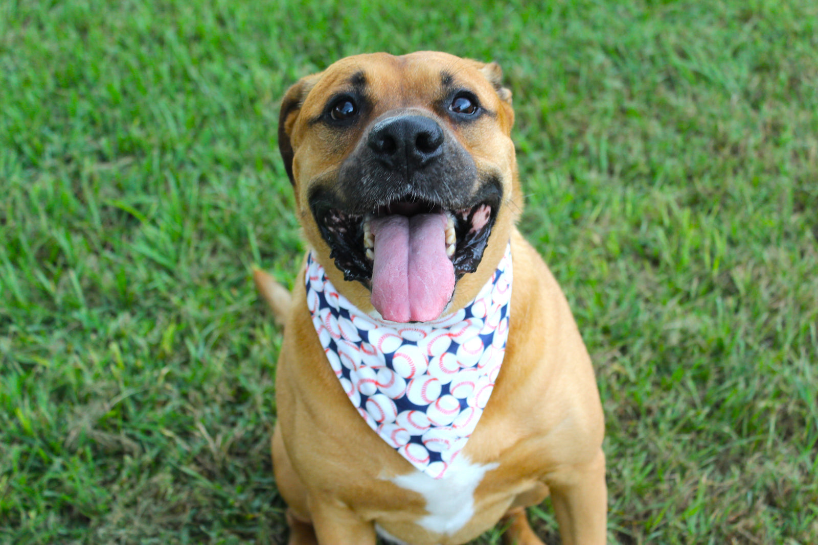 Happy dog wearing a Waggy Wear bandana