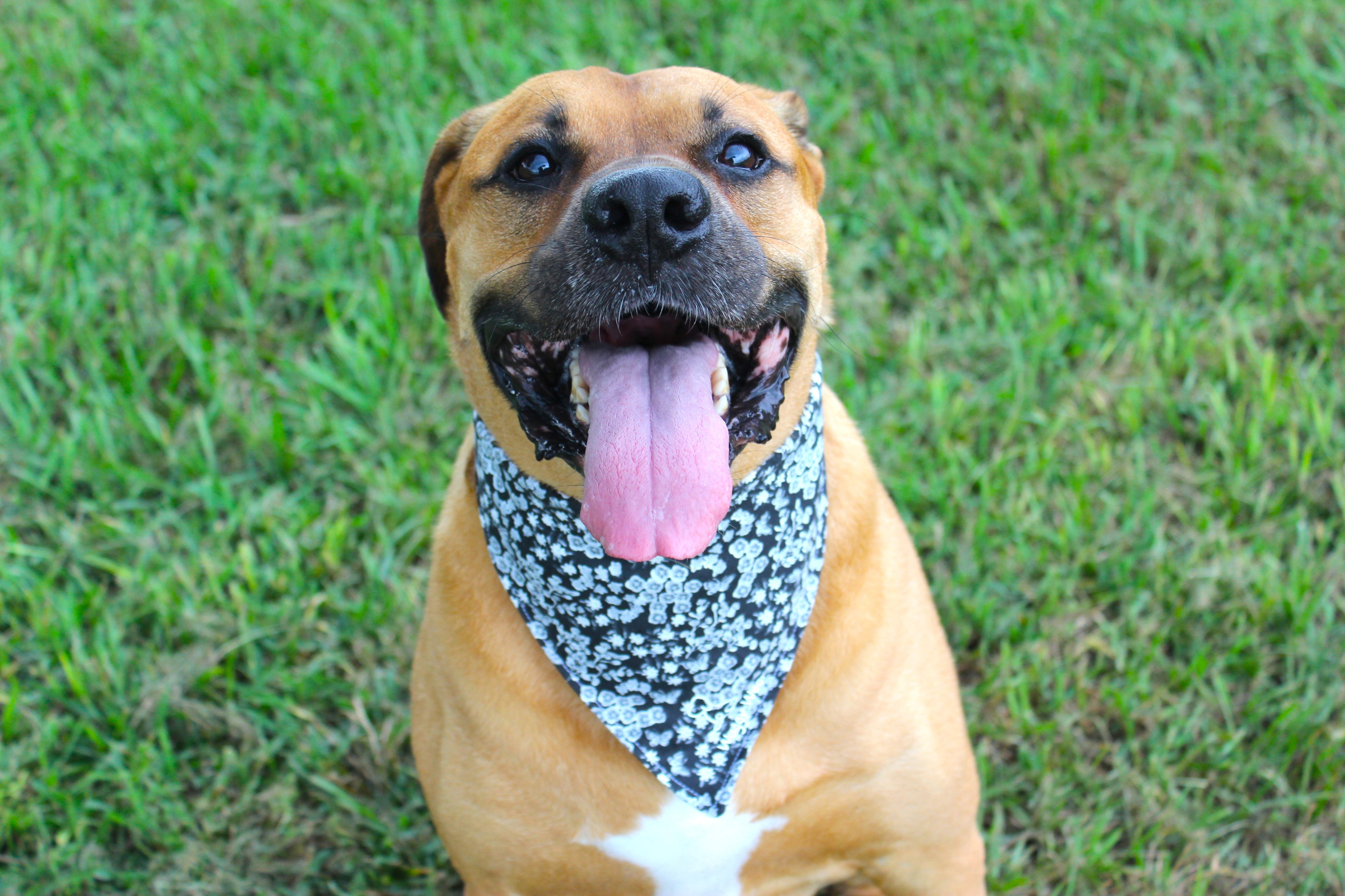 Bloom & Gloom – Tie-On Dog Bandana