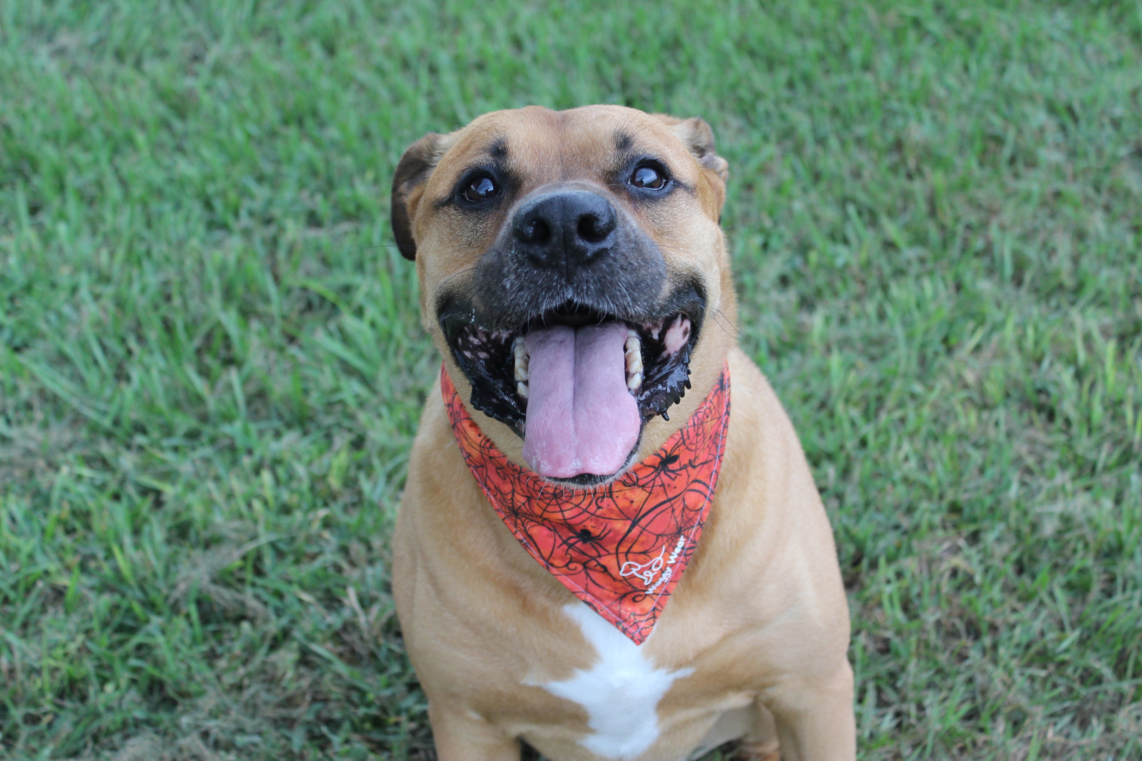 Wag-O-Web – Tie-On Dog Bandana