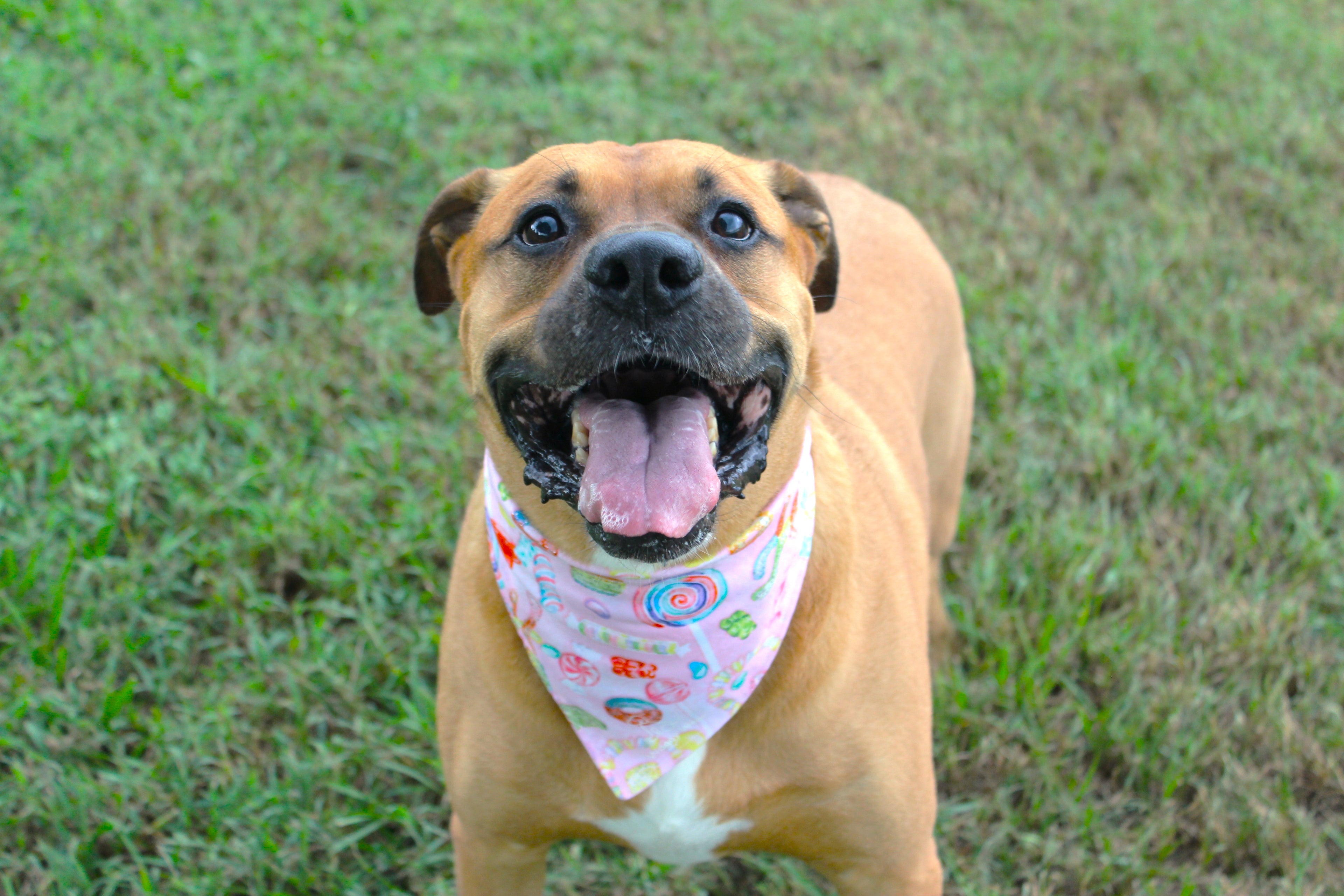 Waggy Wonka – Tie-On Dog Bandana