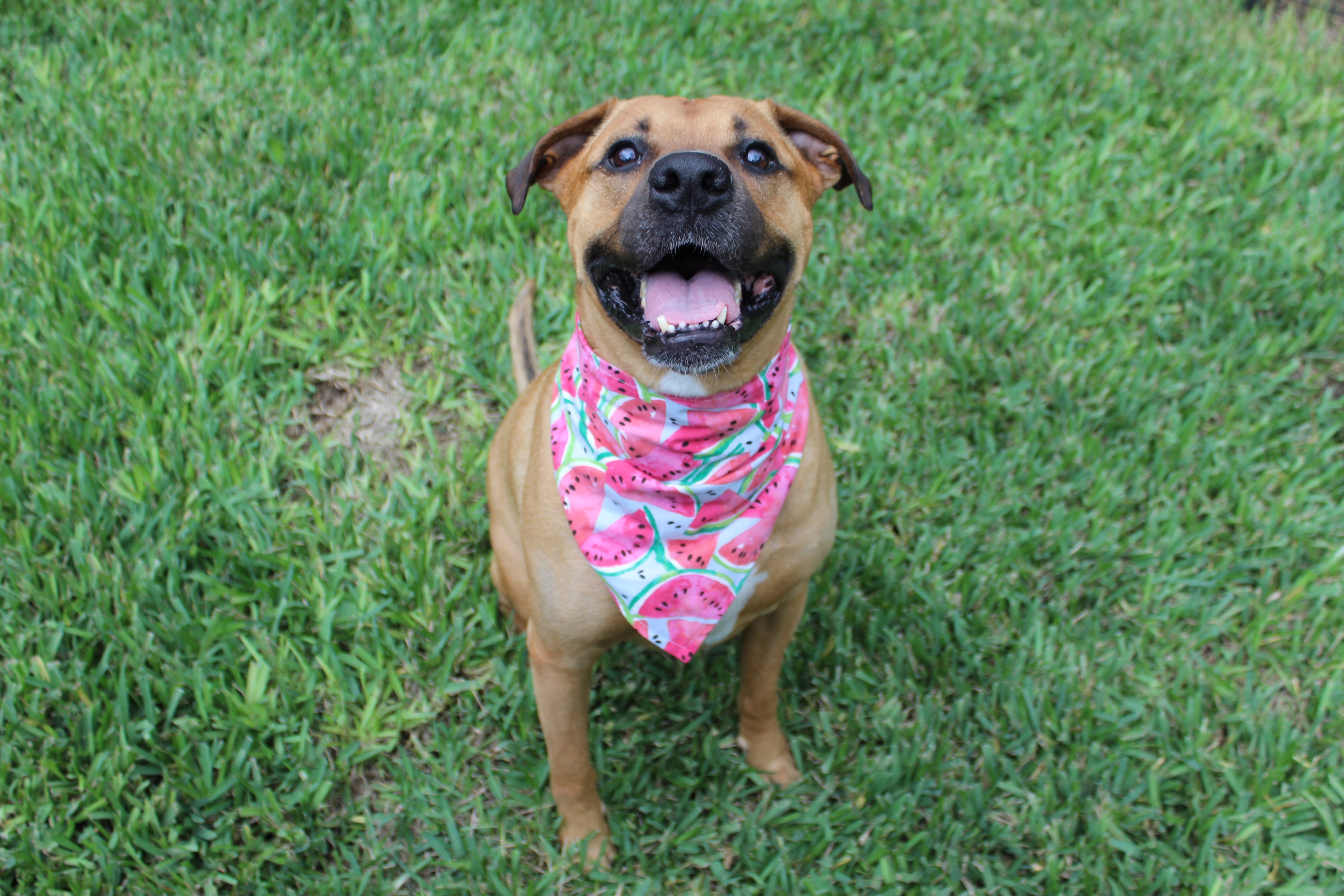 Watermelon Splash – Tie-On Dog Bandana