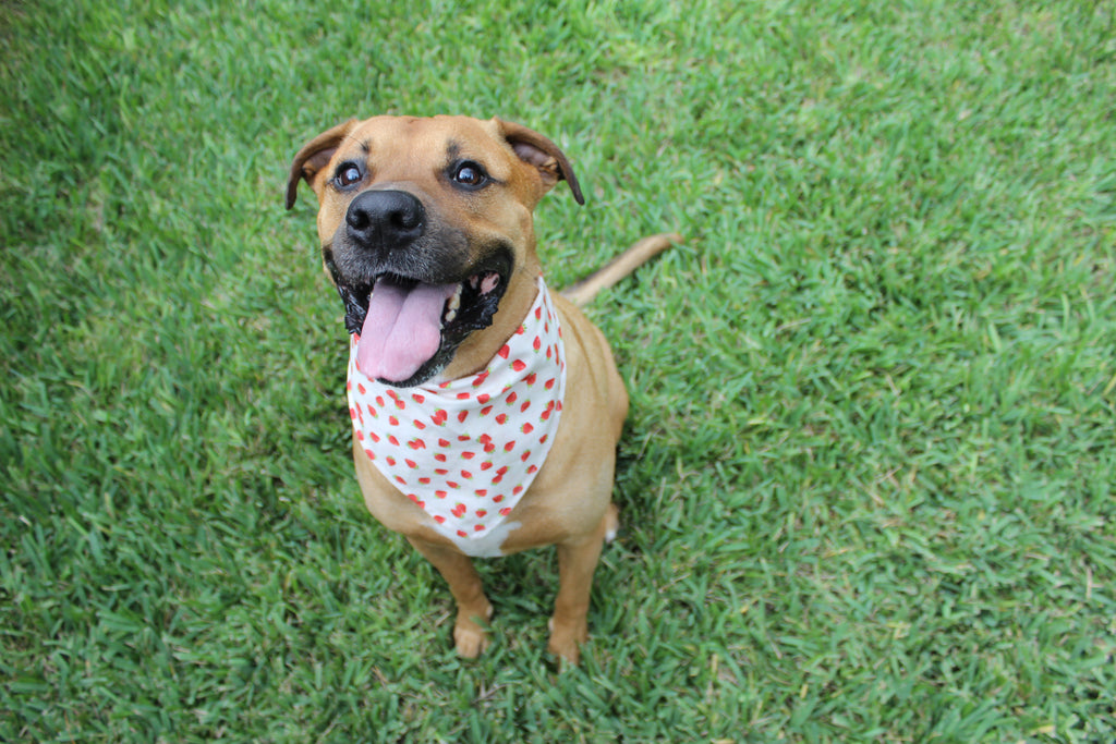 Strawberry Delight – Tie-On Dog Bandana