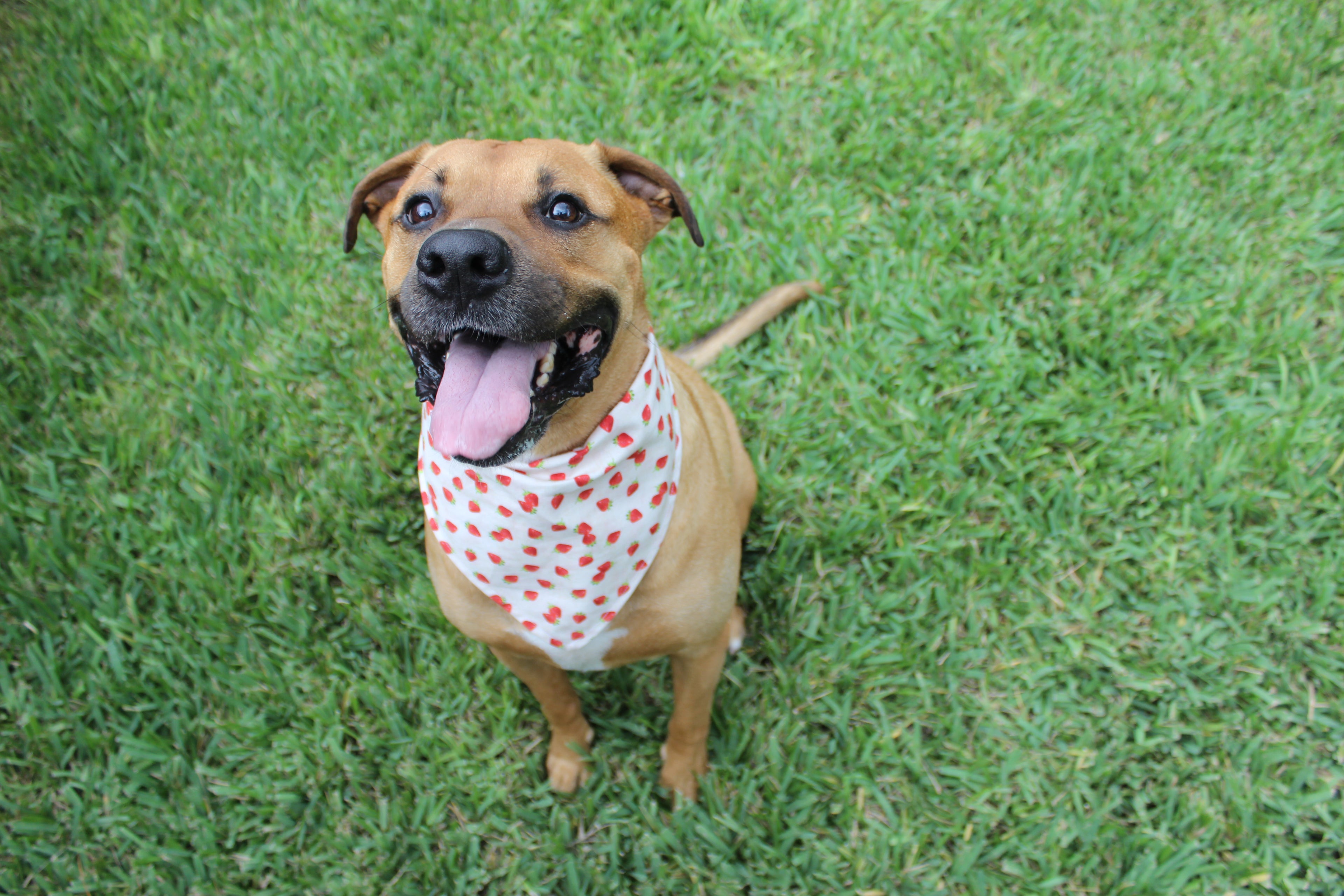Strawberry Delight – Tie-On Dog Bandana