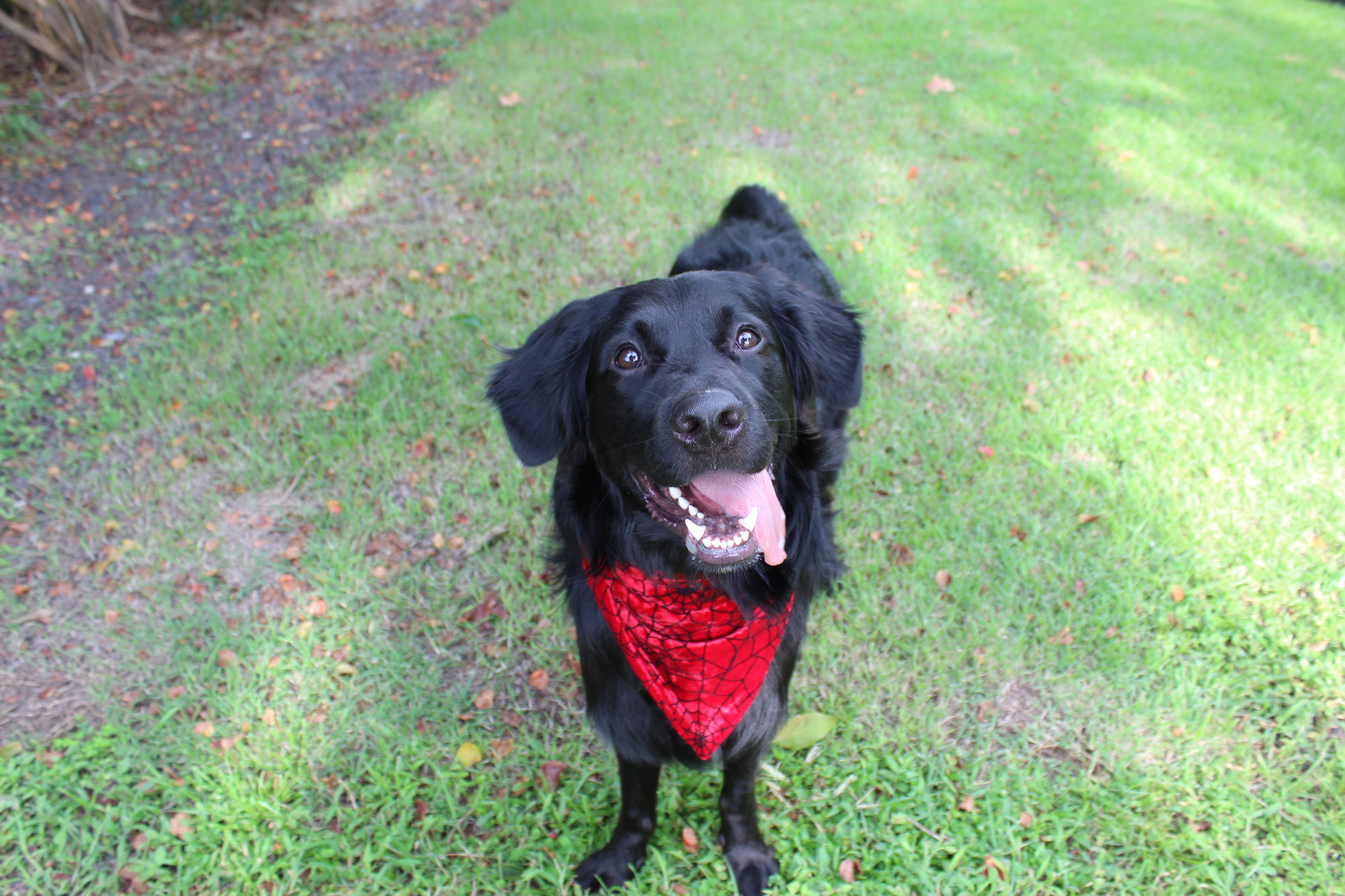 Spider-Pup – Fall Tie-On Dog Bandana