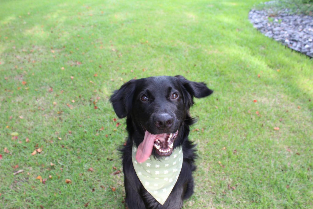 Fall Farmer – Fall Tie-On Dog Bandana