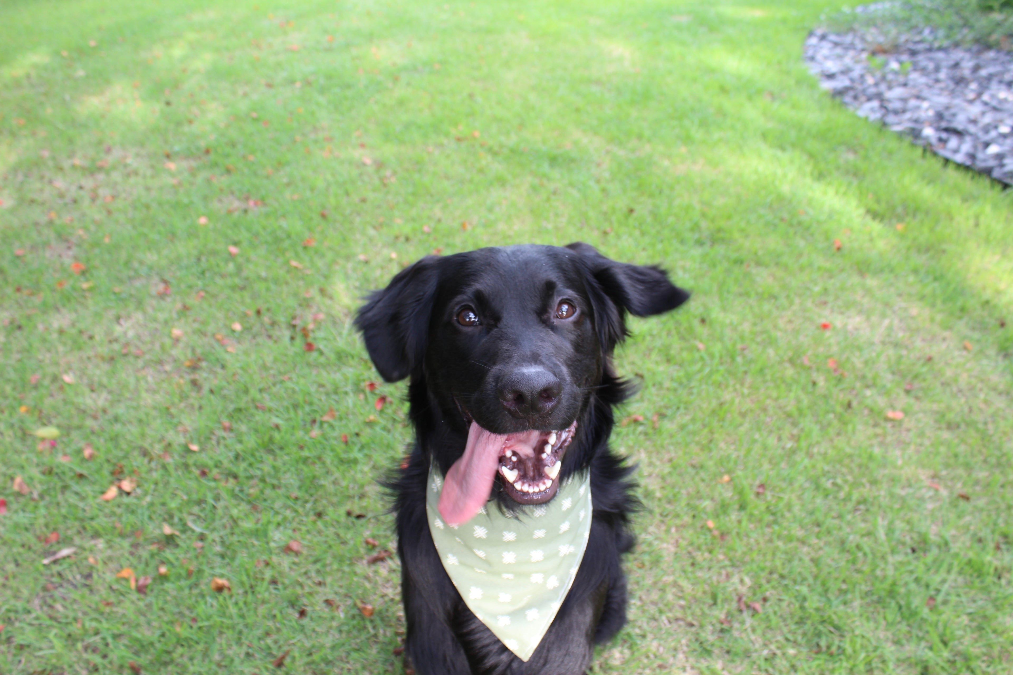 Fall Farmer – Fall Tie-On Dog Bandana
