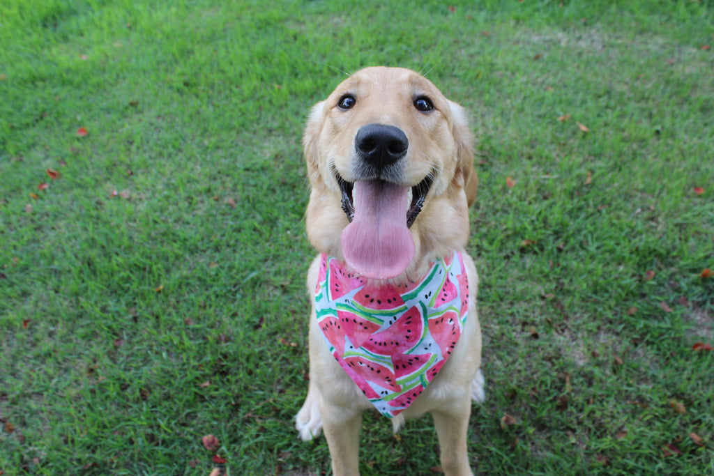 Watermelon Splash – Tie-On Dog Bandana