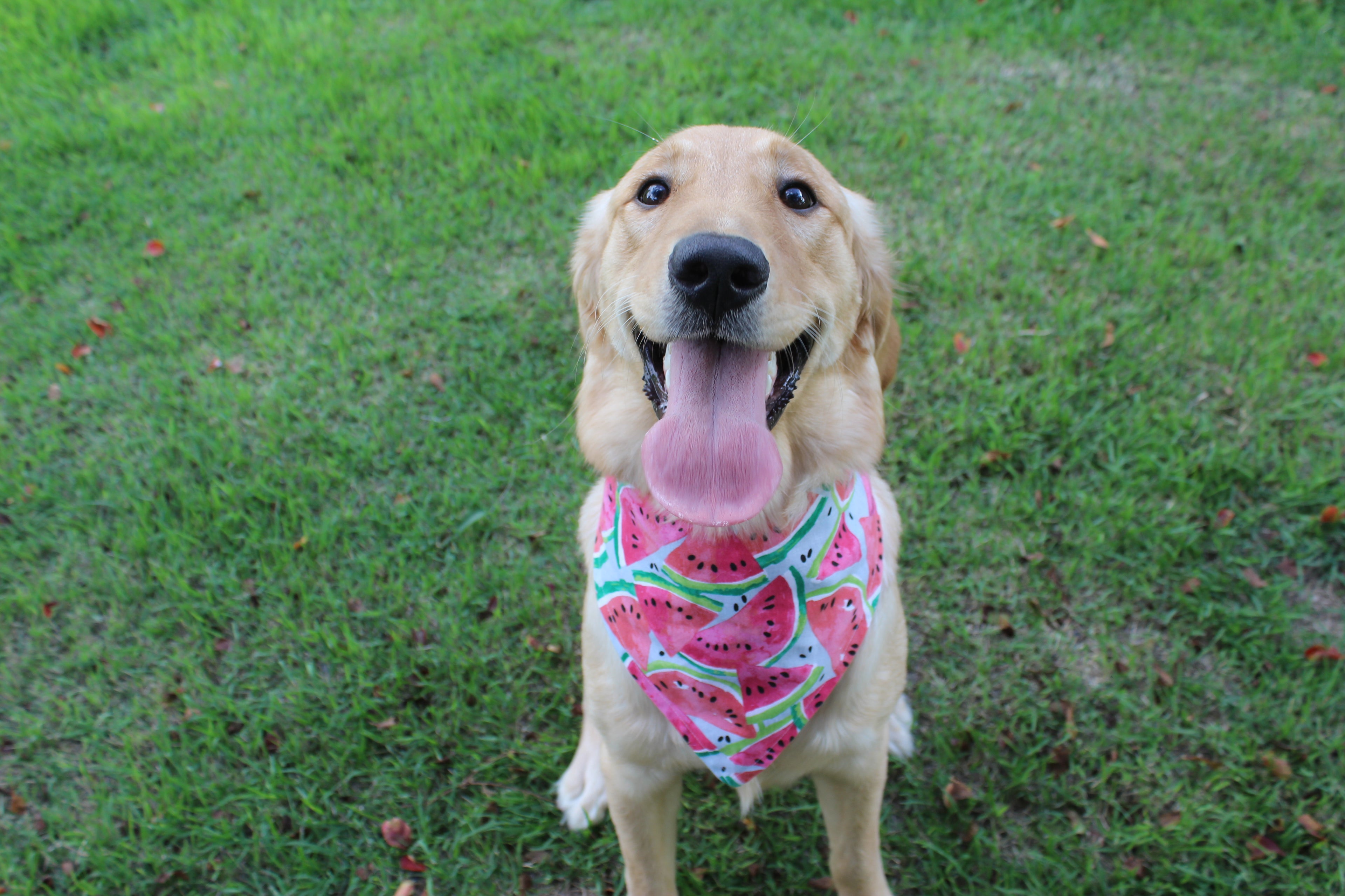 Watermelon Splash – Tie-On Dog Bandana