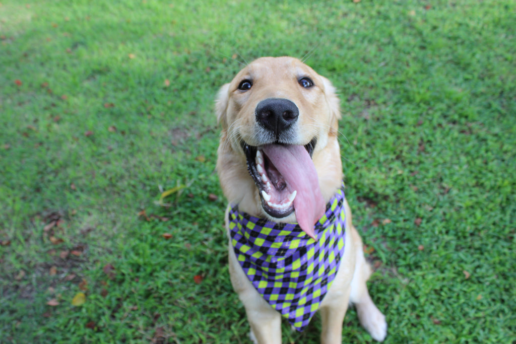 It’s Showtime – Fall Tie-On Dog Bandana