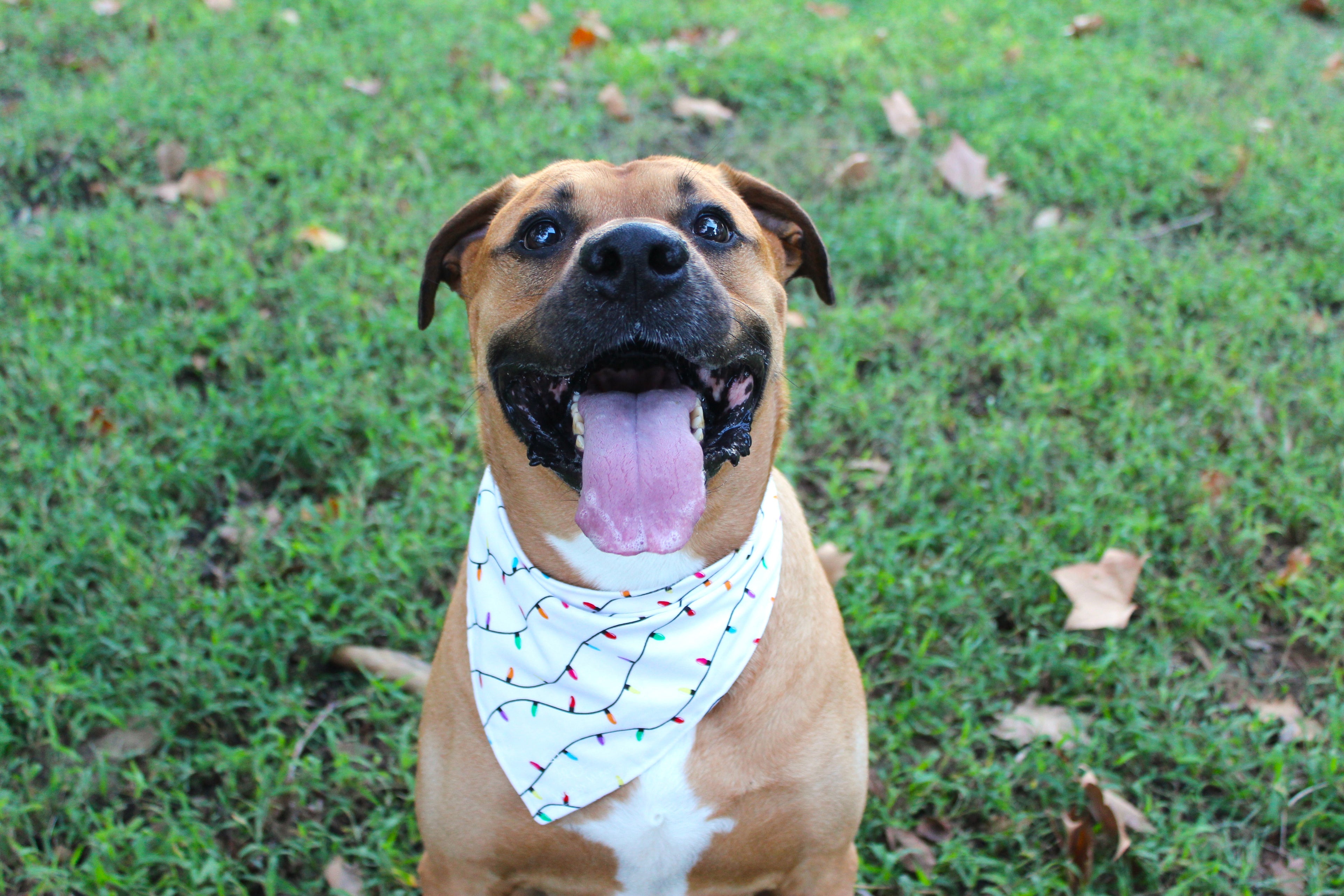Colorful Christmas – Christmas Tie-On Dog Bandana