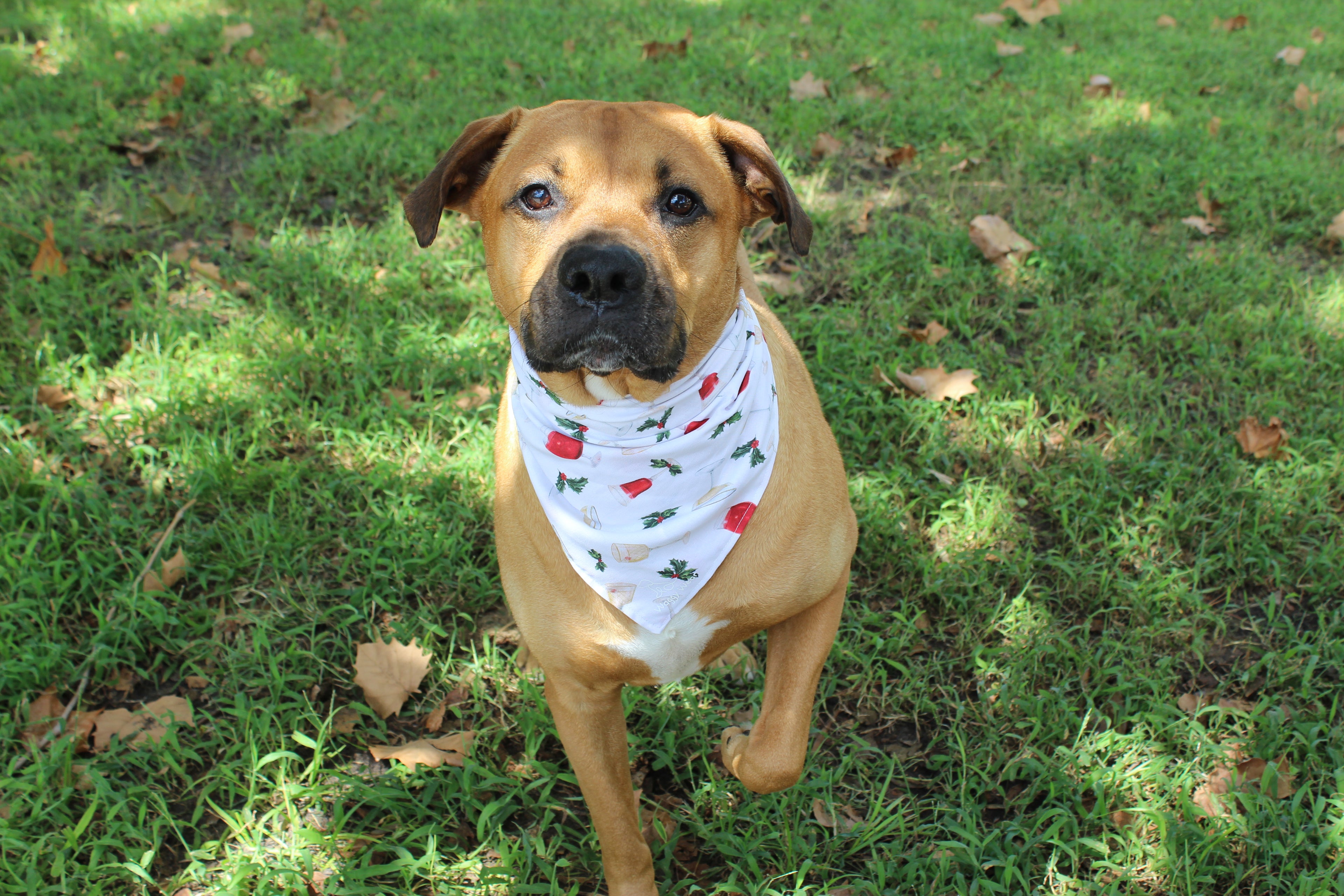 Holiday Cheer – Christmas Tie-On Dog Bandana