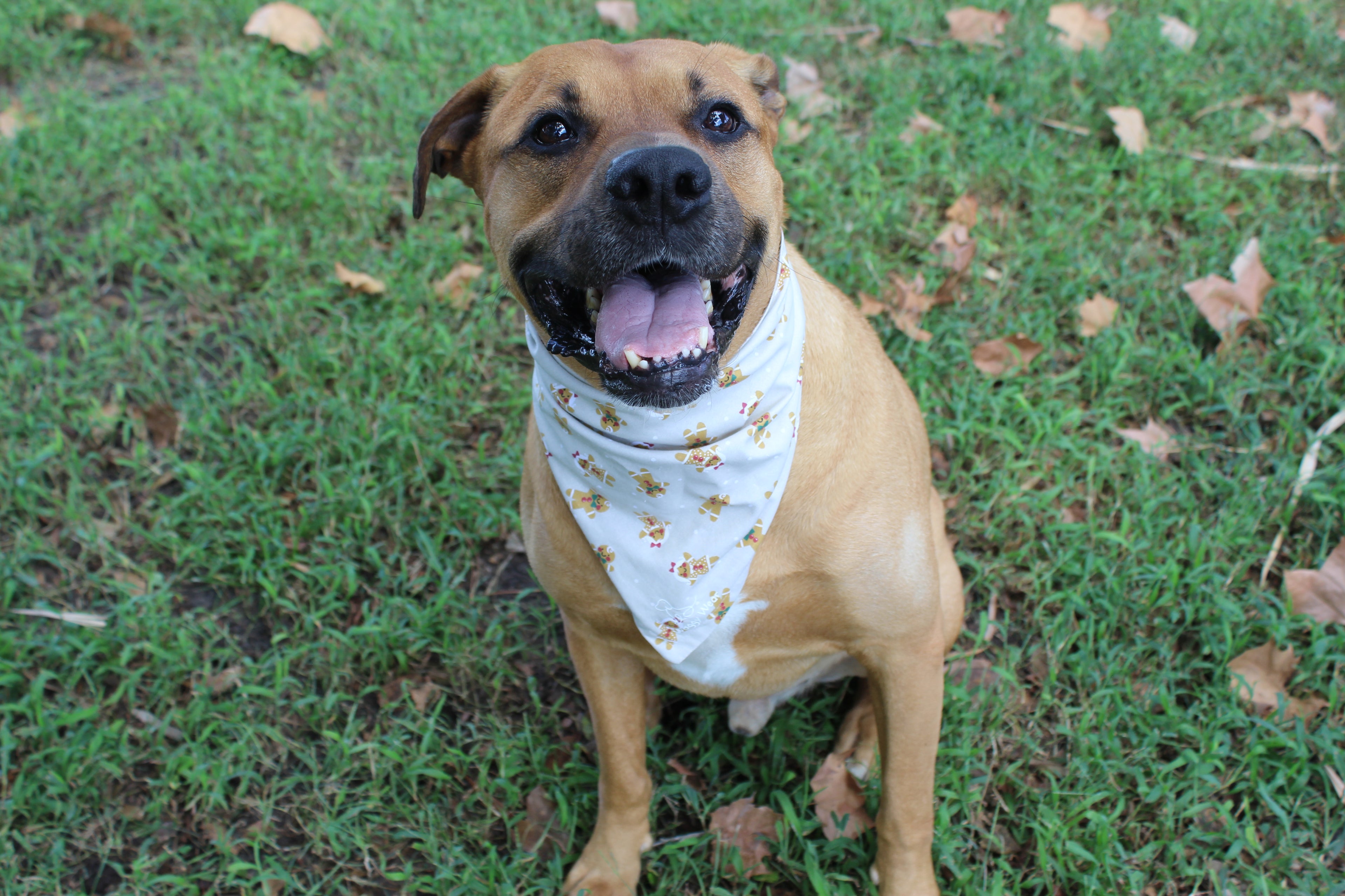 Mr. & Mrs. Ginger – Christmas Tie-On Dog Bandana